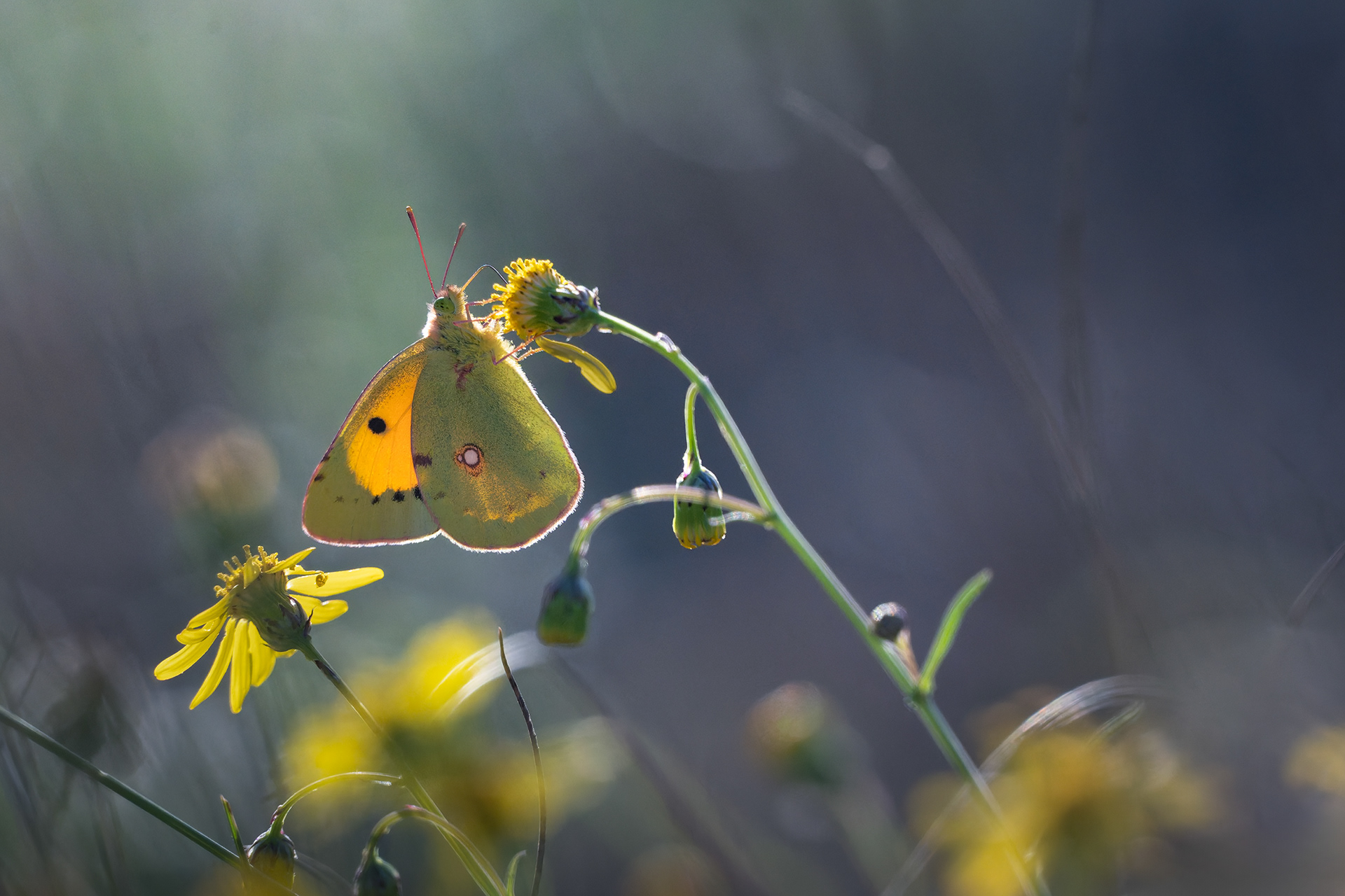 October Warmth: A Clouded Yellow Among Golden Blooms