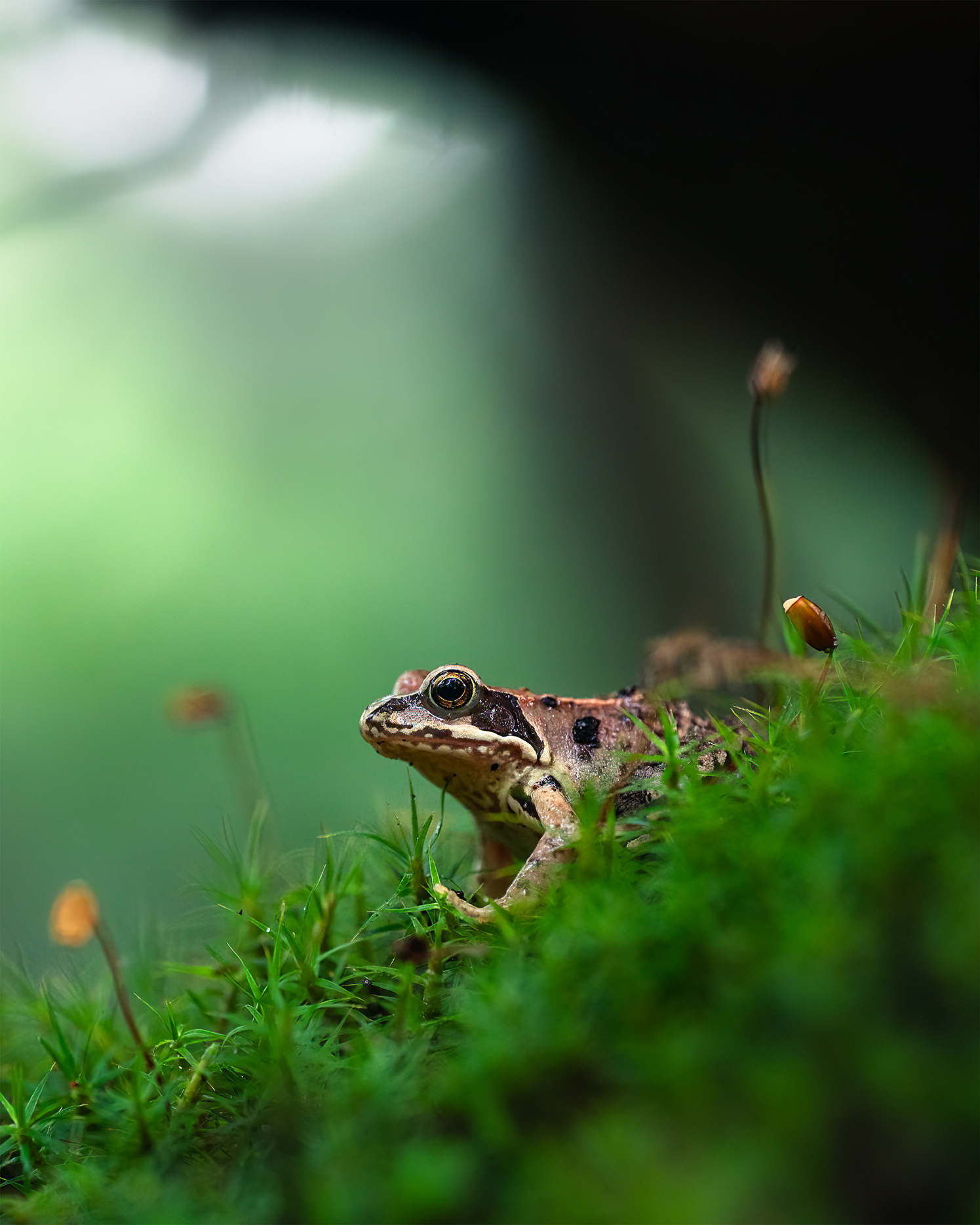 Held by Ten Small Discs - Tree Frog Basking on a Bramble Leaf