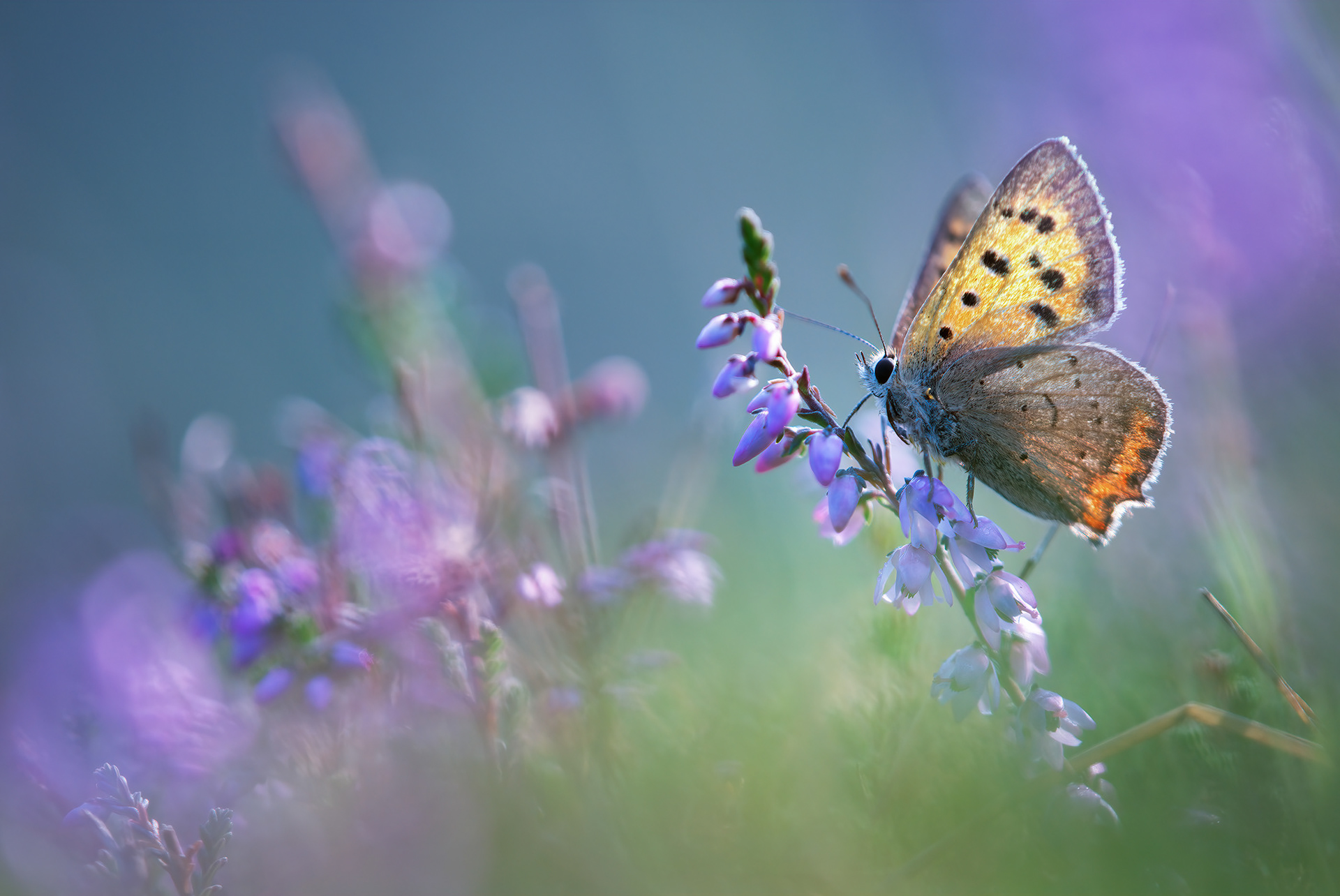 The Sweet Taste - Closeup of the Small Copper on Cross-leaved Heath
