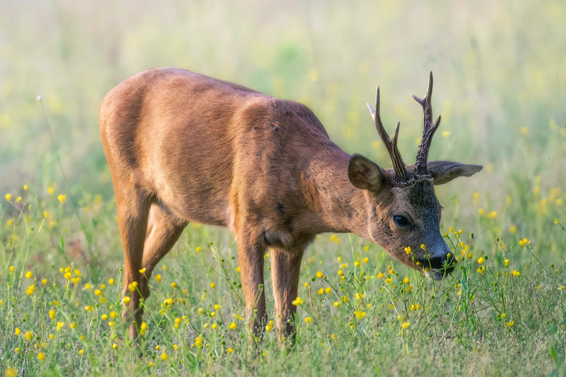 Every Detail in the Light - Roe Deer Grazing Through Buttercup Meadow at Dawn