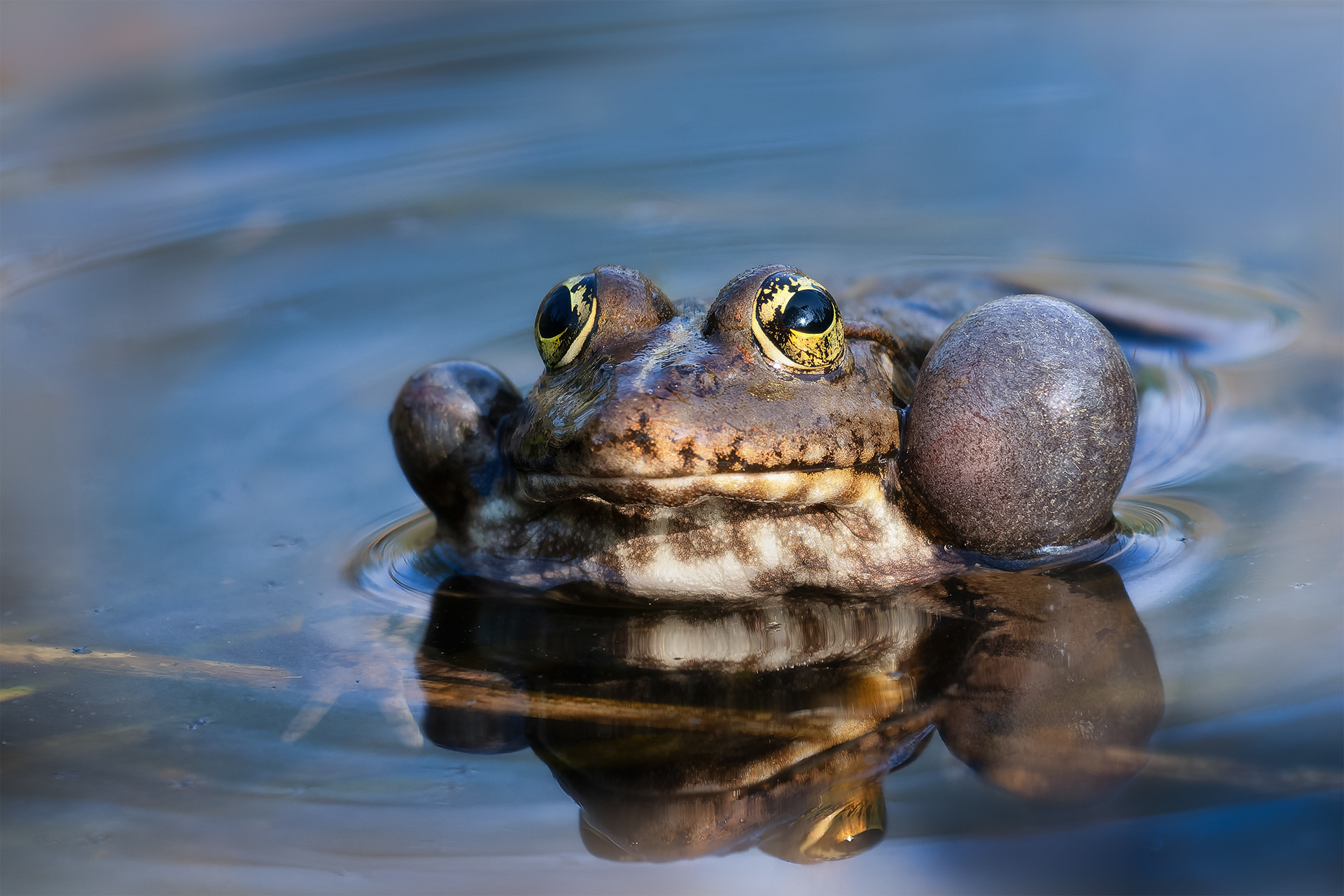 The Call - A Frog Grips a Stem with its Front Legs