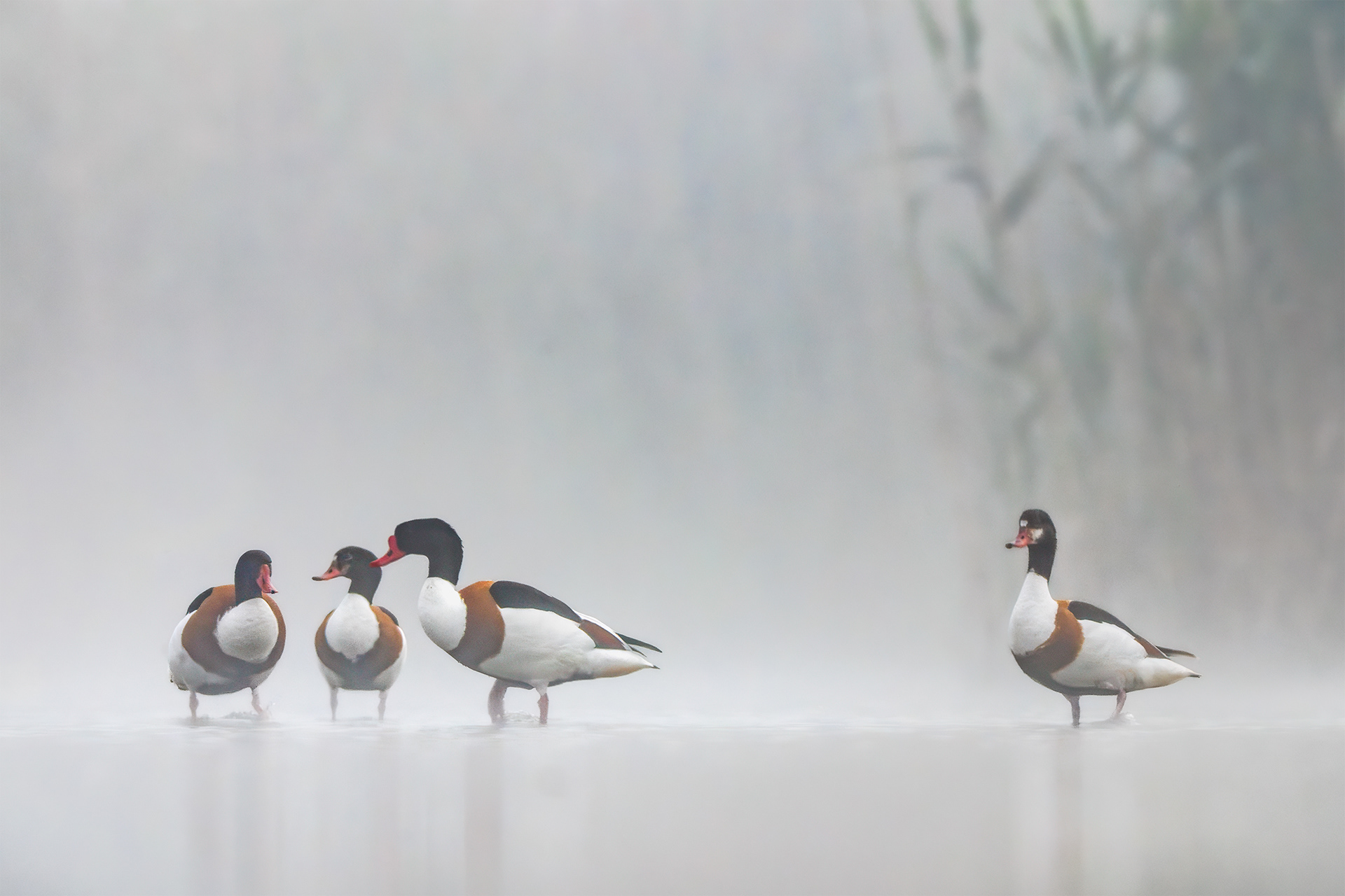 Misty Membership — Group of Shelducks in Shallow Water on a Misty Morning