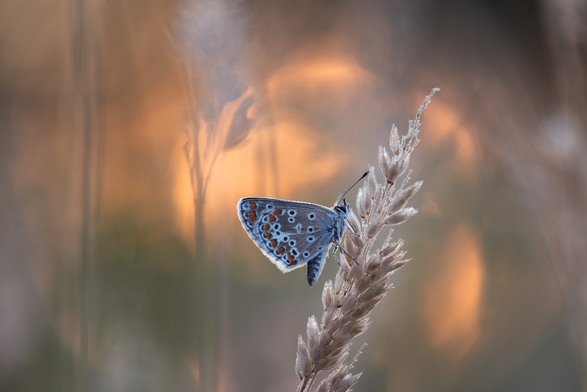 Ringed in Orange, Waiting for Warmth - Brown Argus on Pale Grass Stem, 