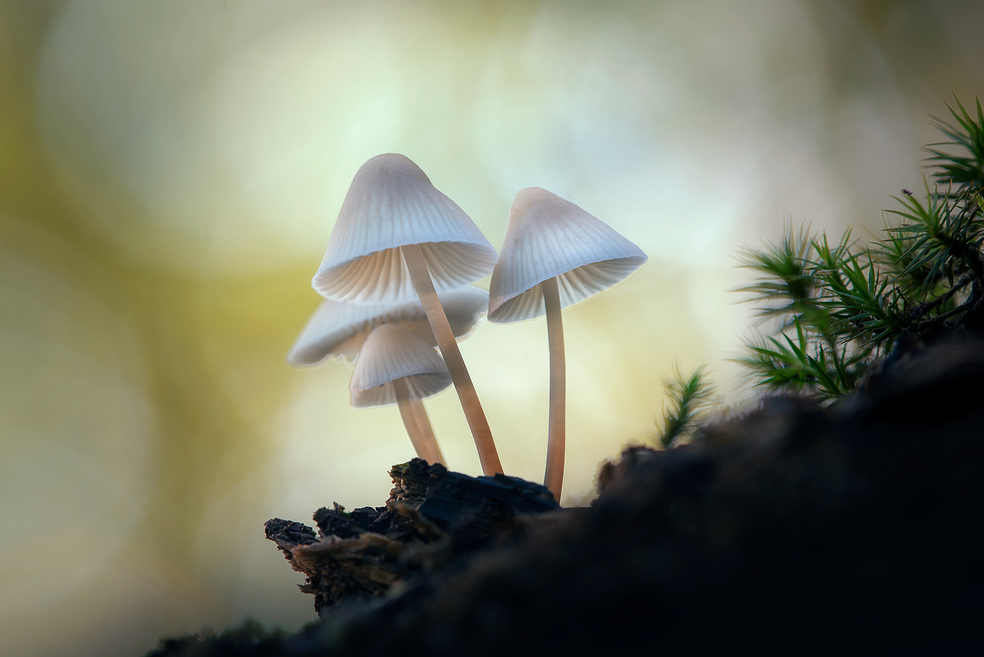 The Conical Caps on the Dead Wood - Helmet Mycena Group 