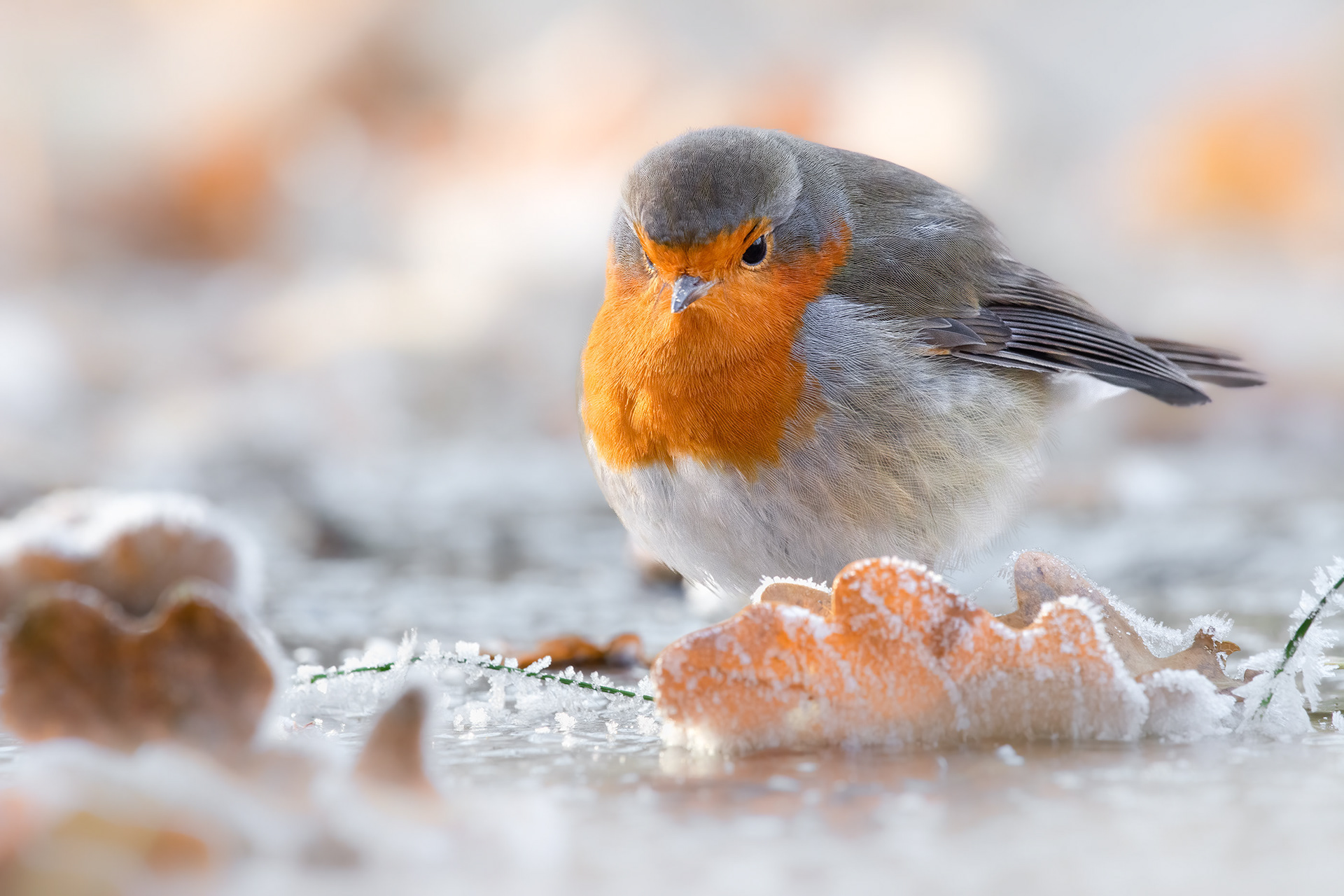 Frost Walker  - A European Robin Picks its Way Carefully across a Frozen Surface