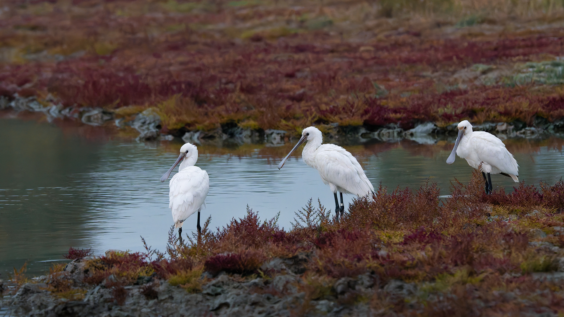 Morning Stillness: Three Spoonbills at Rest