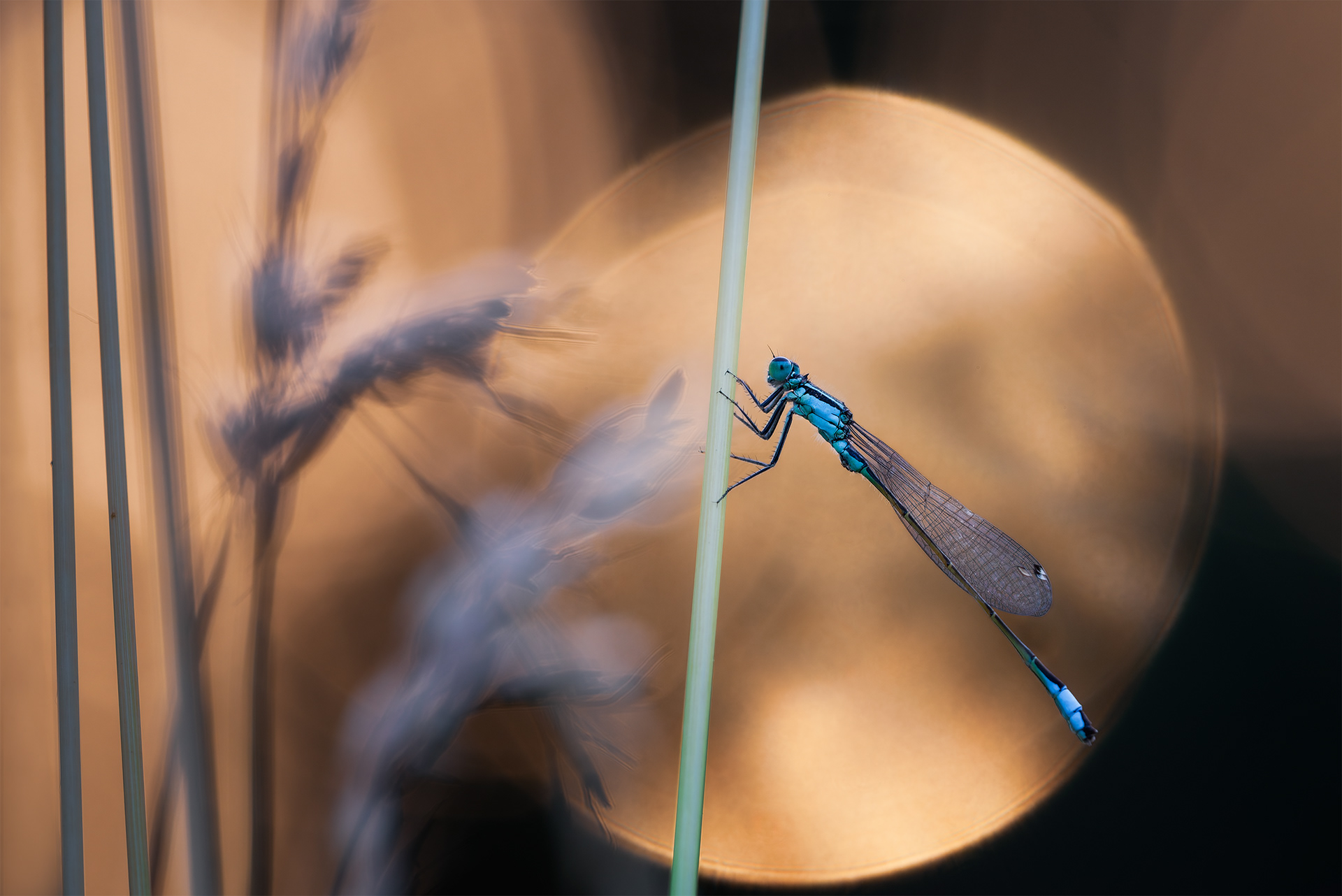 The Ghosts in the Bokeh - Blue-tailed Damselfly on Grass Stem