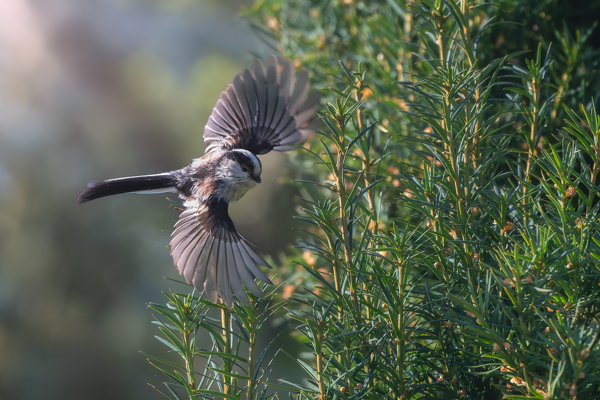 Wings Spread at the Nest Site - A long-tailed Tit Hovers Acrobatically 