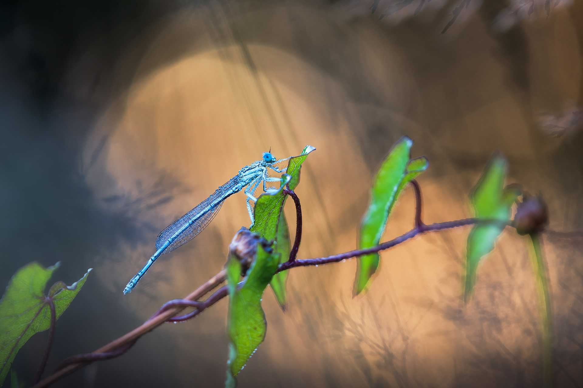 The Legs That Give It Away - White-legged Damselfly with Dew 