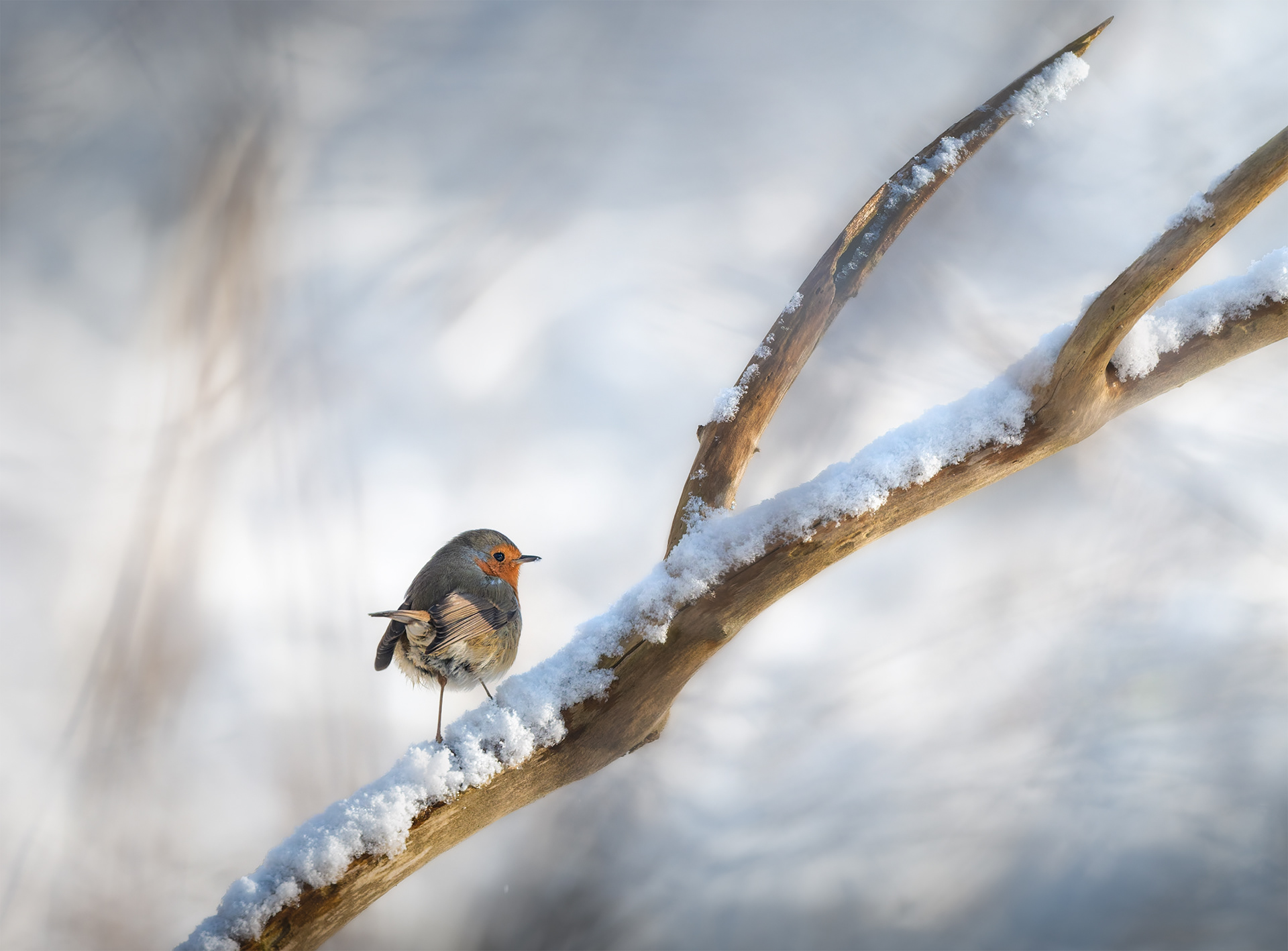 A Perch in the Cold  -  A Robin Sits Still on a Bare Winter Branch