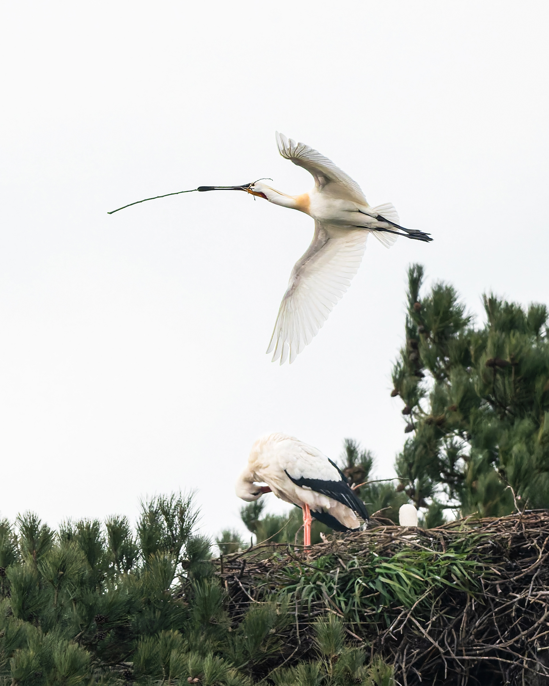 After You - Spoonbill Flying Over White Stork at the Nest
