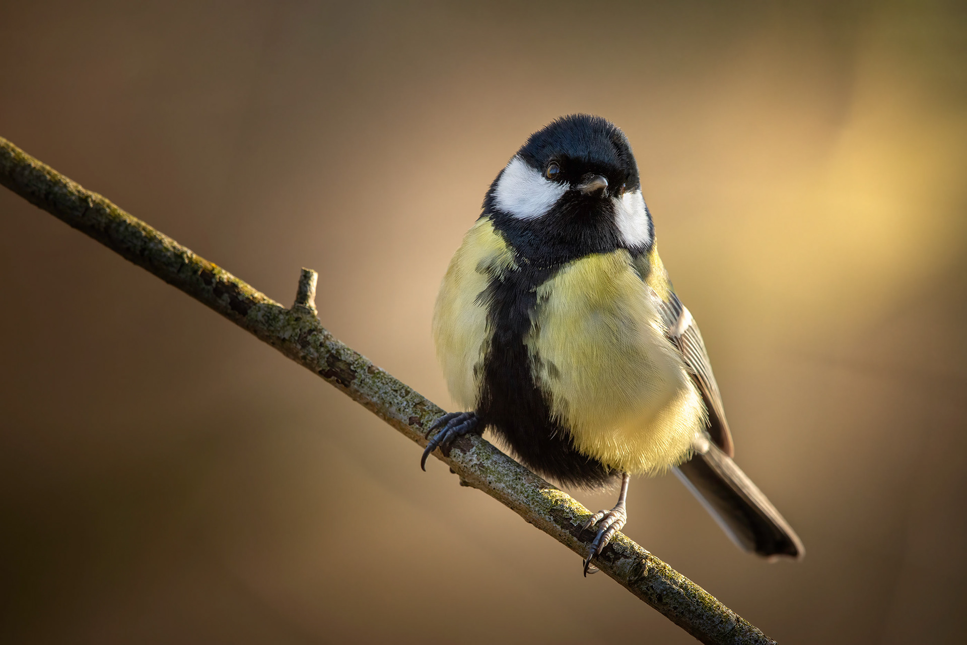 Dressed to Impress - Great Tit Perched on a Branch, Portrait