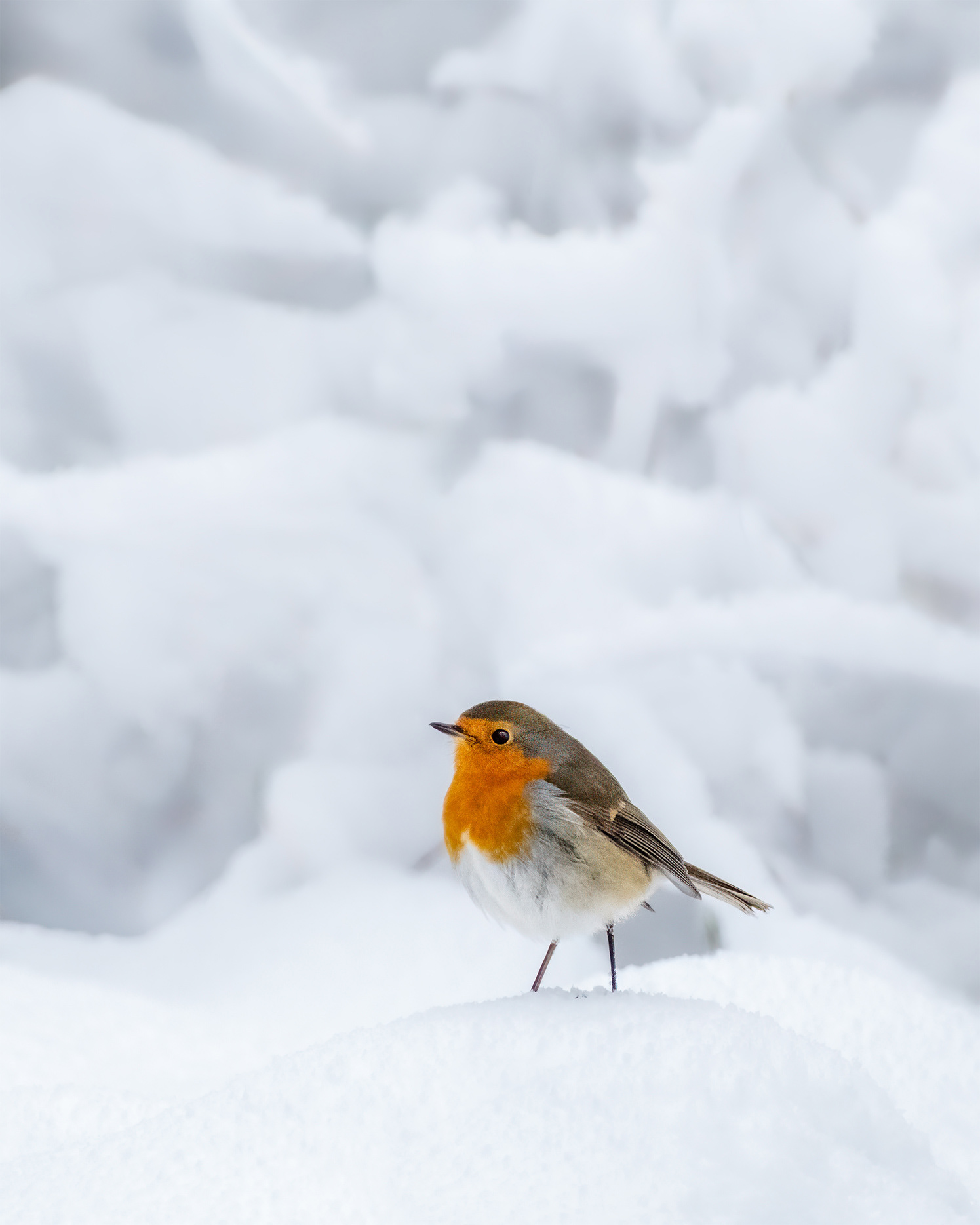 Fine Legs, Orange-red Breast - Robin in the Snow