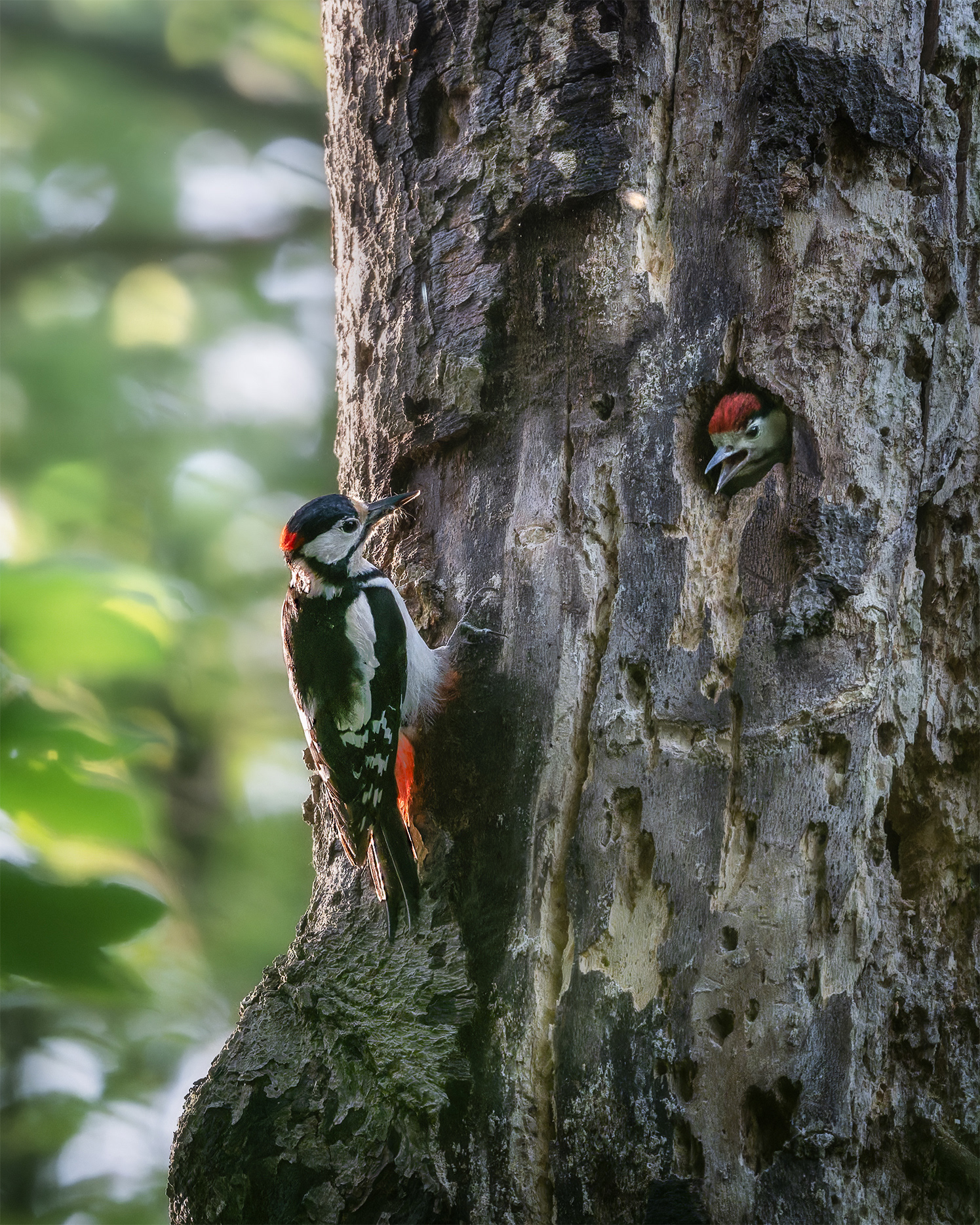 The Red Crown at the Door - Male Great Spotted Woodpecker Feeding Young at Nest Hole