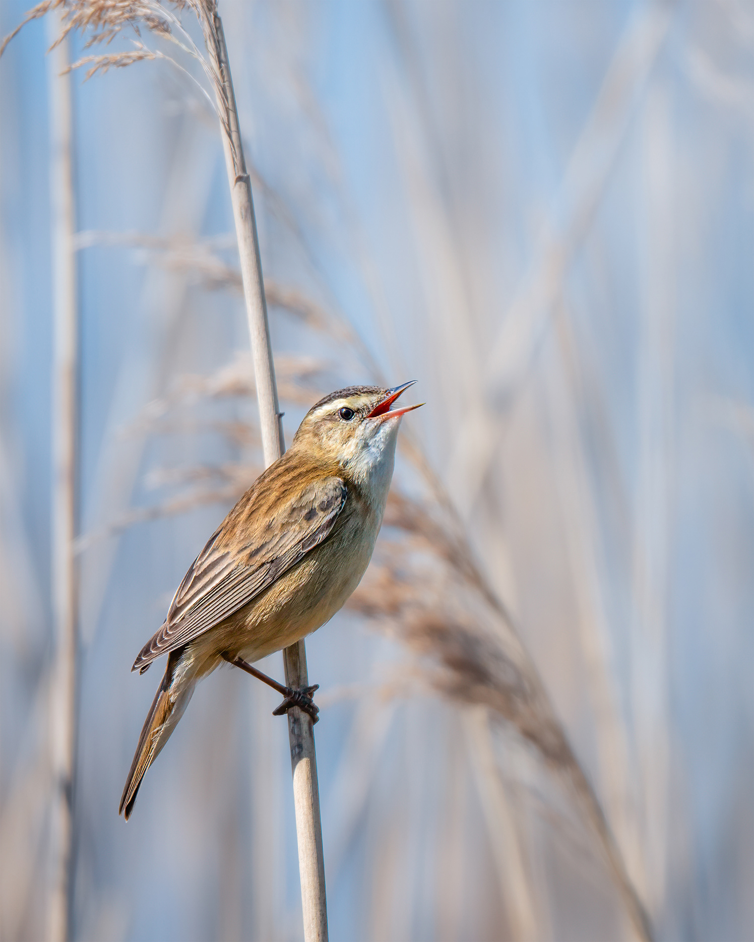Back from the Desert - Sedge Warbler Singing on Reed Stem