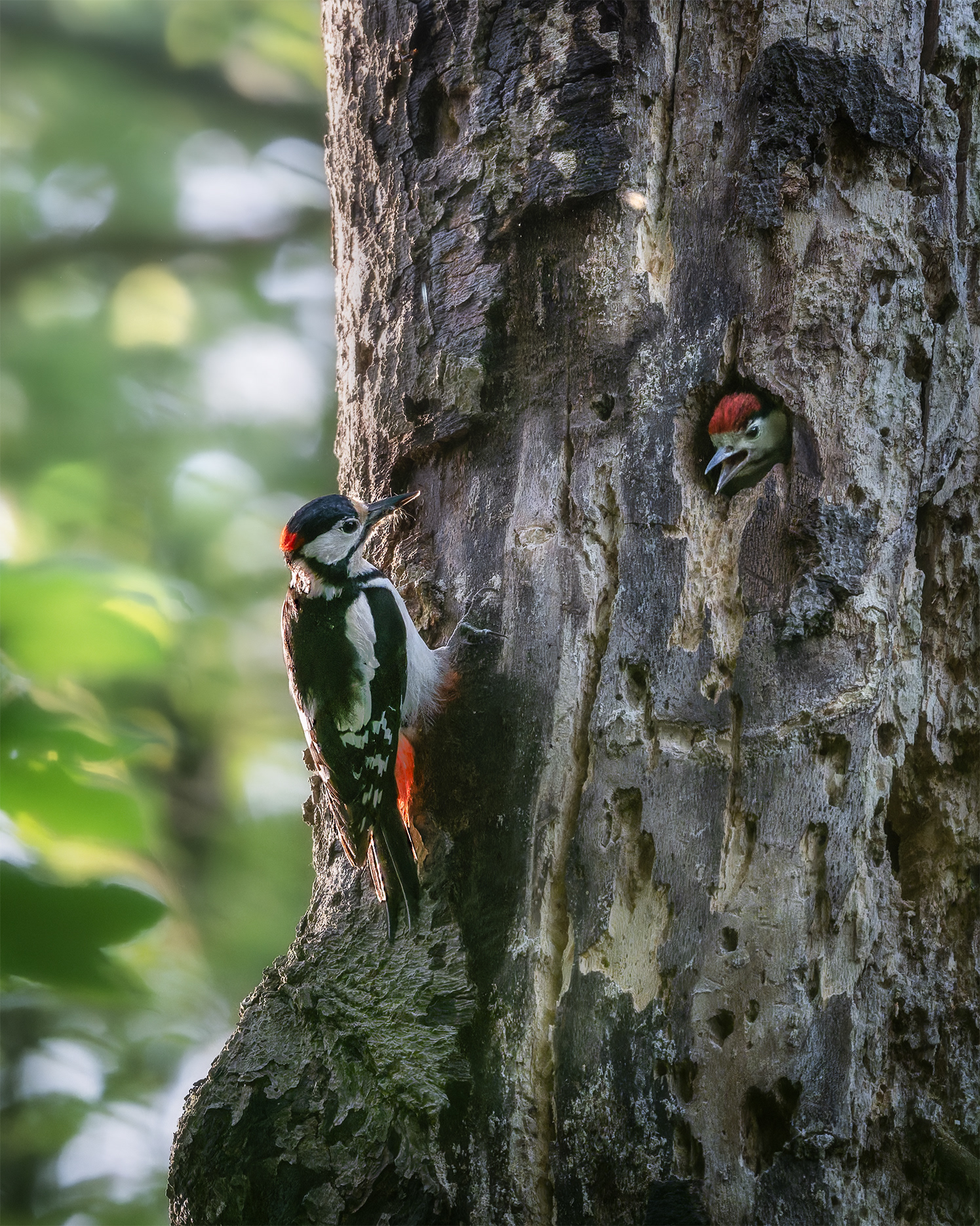 The Red Crown at the Door — Male Great Spotted Woodpecker Feeding Young at Nest Hole