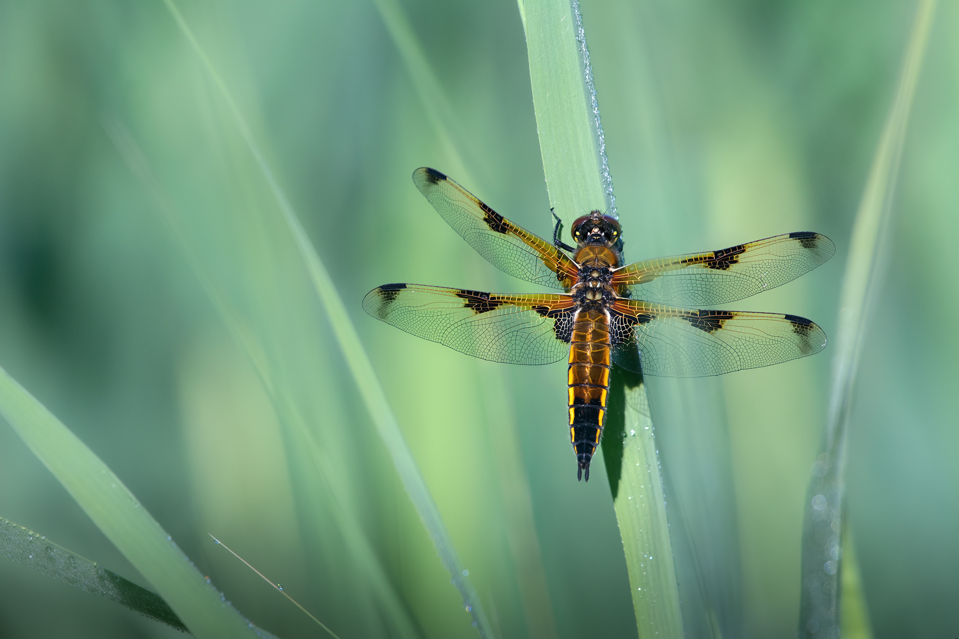 Sentinel of the Reed - A Four-spotted Chaser perches on a Reed Blade