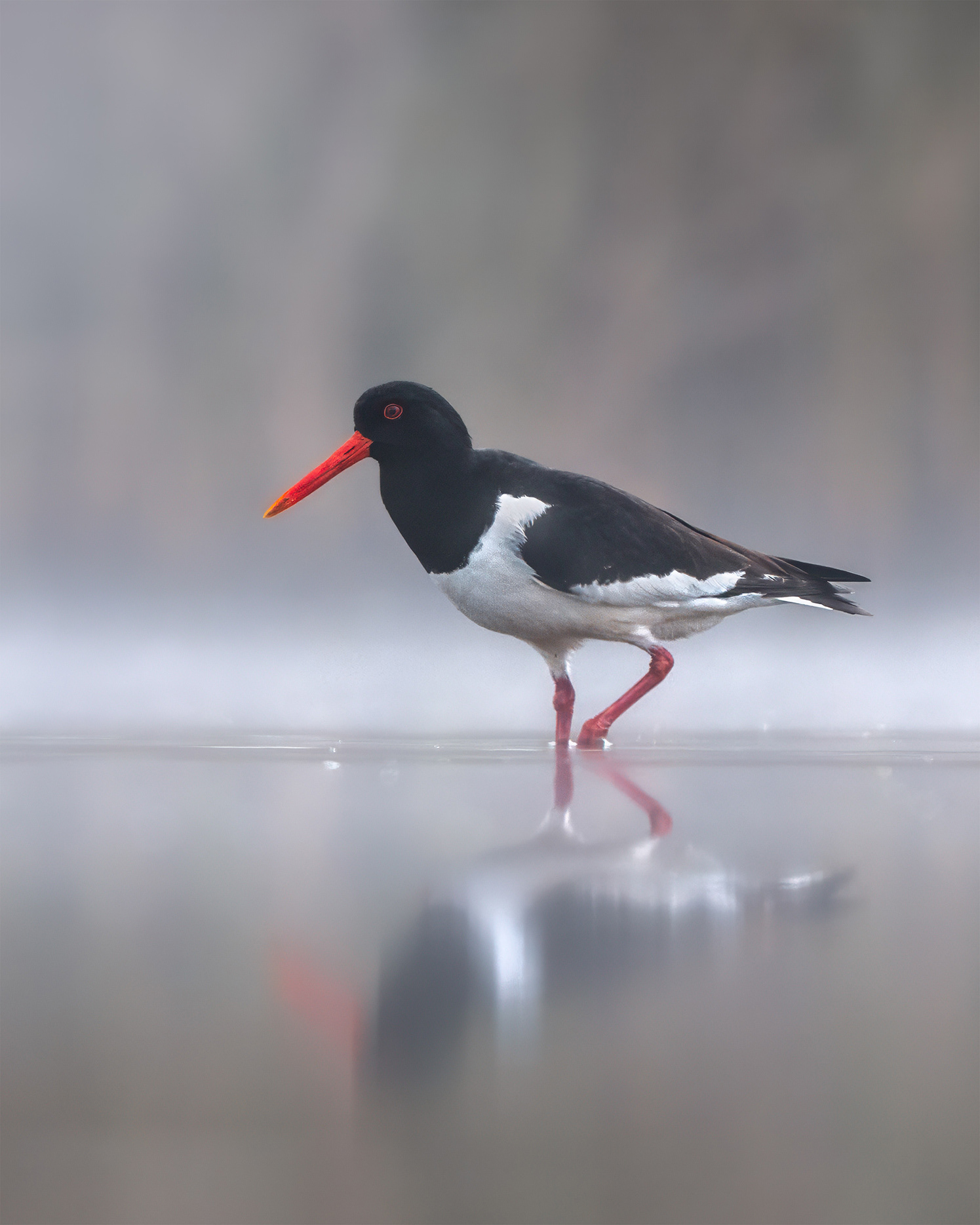 Wading in Two Worlds - Oystercatcher in Shallow Water