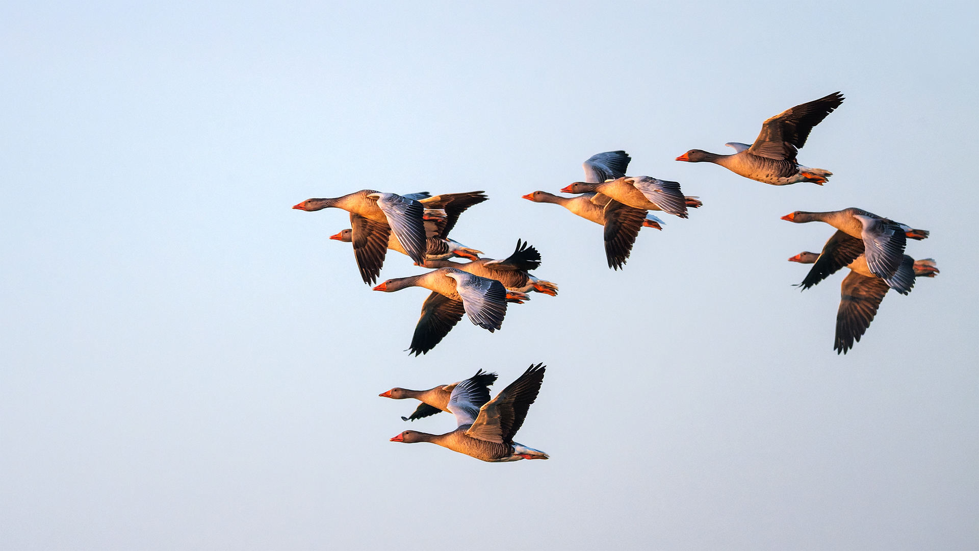 Heavier Than They Look in the Air — Eleven Greylag Geese in Flight Over Grassland, Low Sun