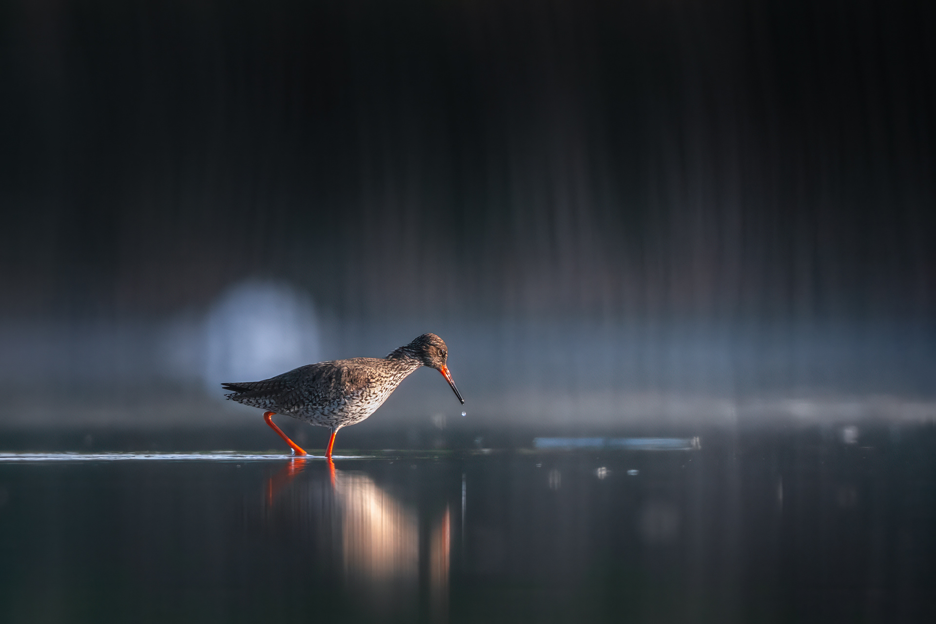 A Drop Falls into Still Water - Common Redshank Wading in Amber Light
