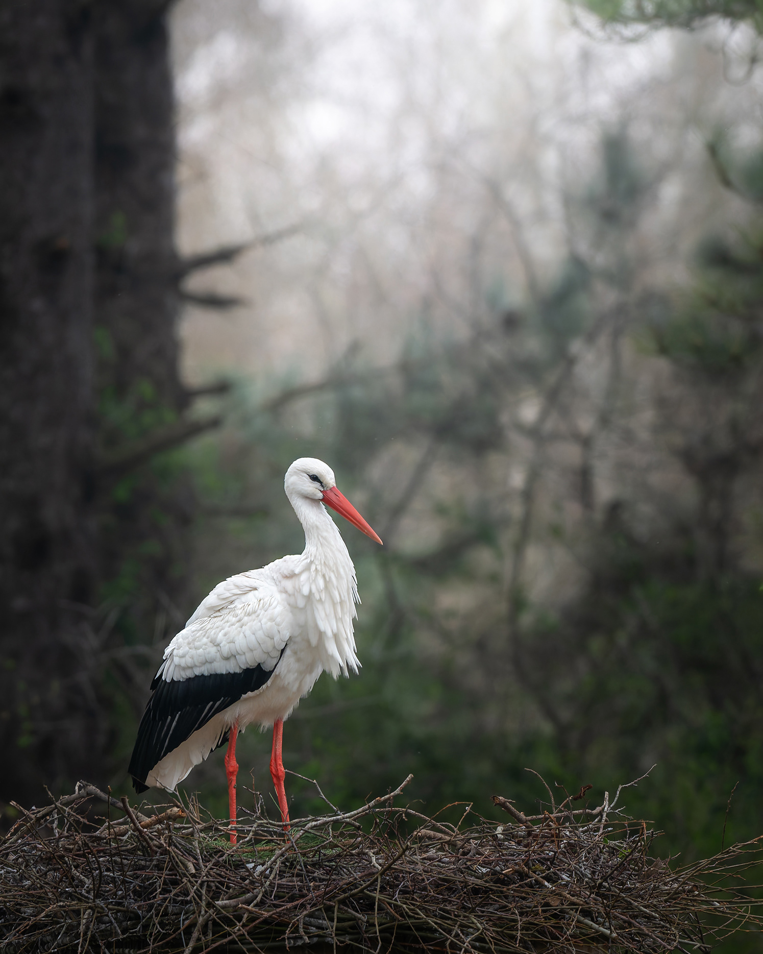 Keeper of the Nest - White Stork on Nest