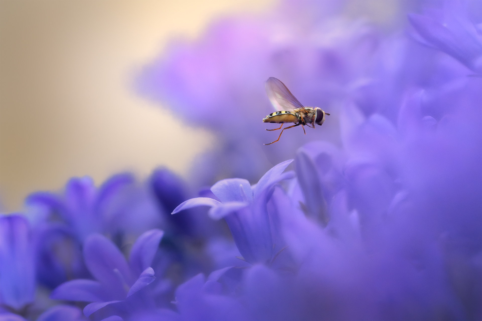 The Imposter in the Bellflowers — Lunate Hoverfly Among Campanula, Wasp Mimicry