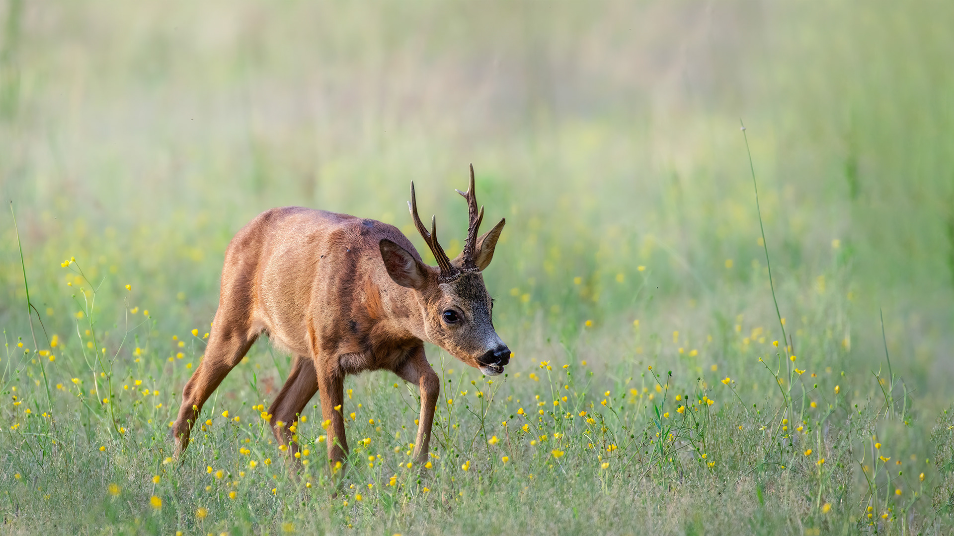 Yellow Beneath, Gold Above - Roe Buck Foraging Through a Field of Buttercups