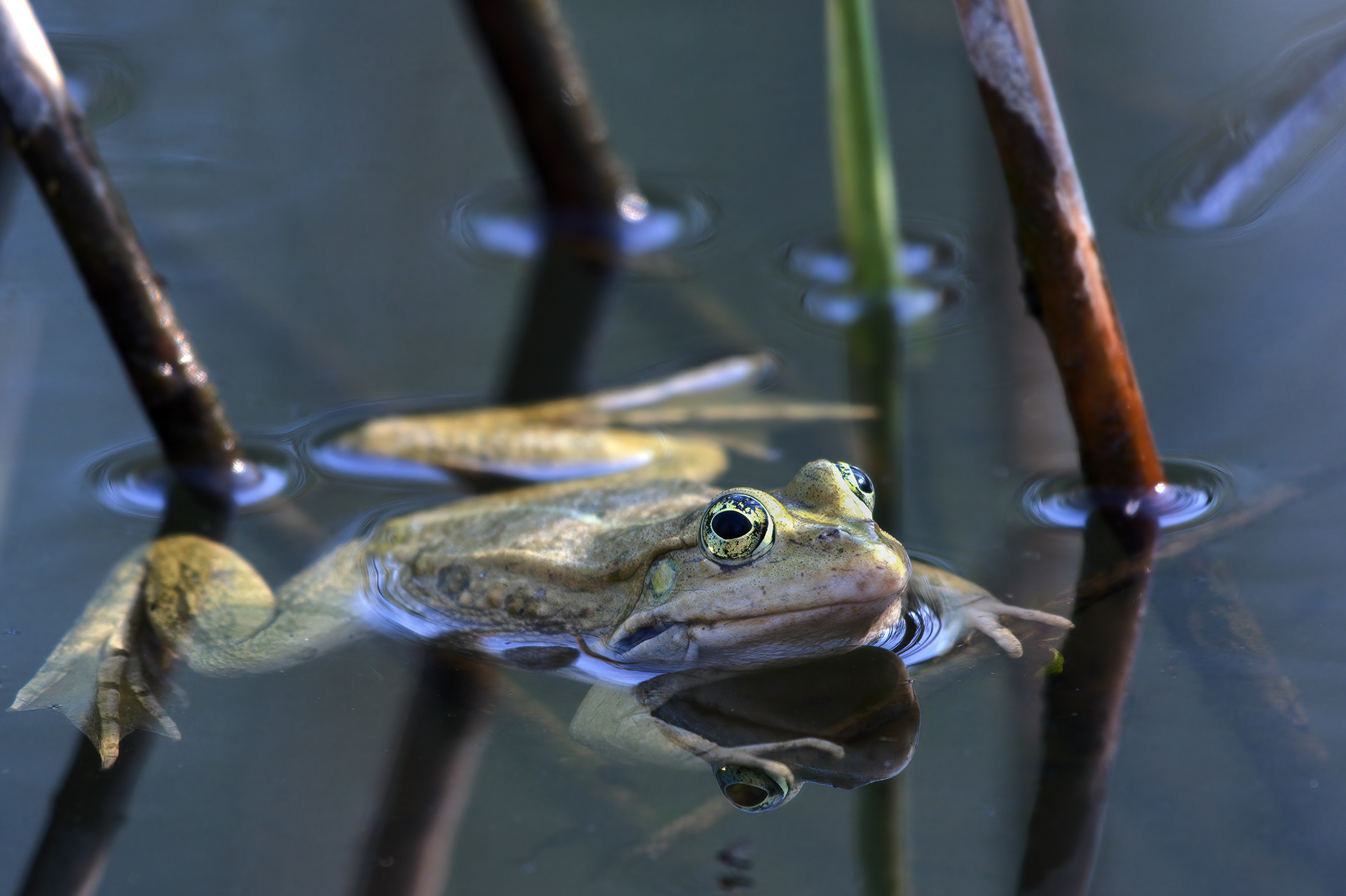 Making the Most of What's There - Pool Frog Spread on Reed Stems at the Water Surface