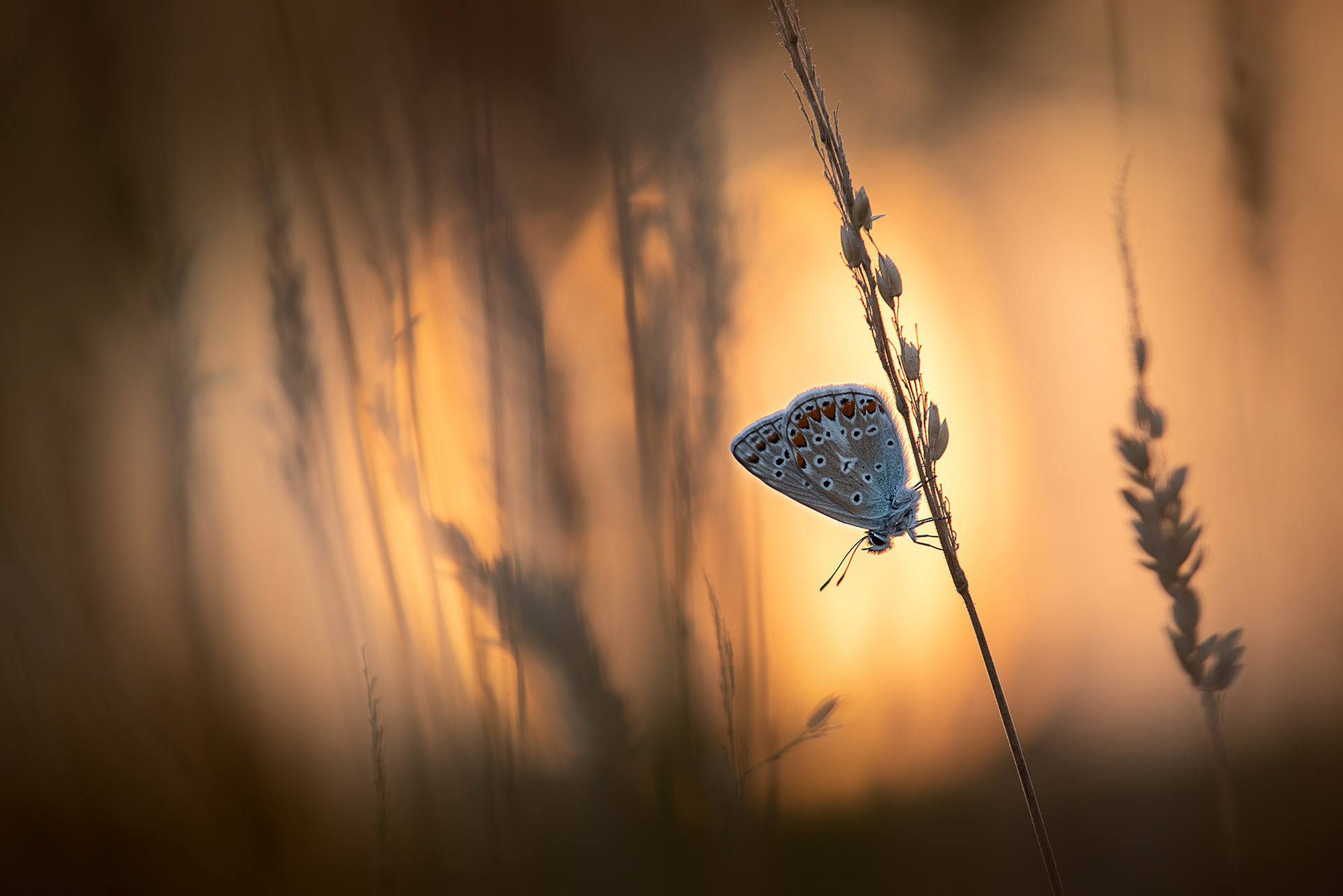Awakening - A Common Blue Butterfly at Sunrise