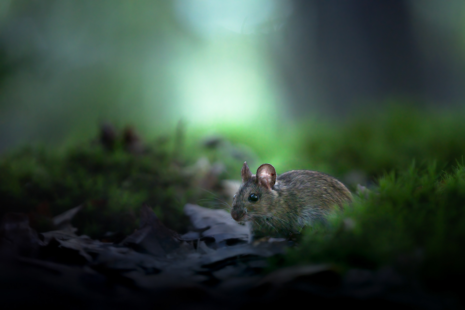 Light Through the Ears - Wood Mouse Among Autumn Leaves, Just from the Burrow