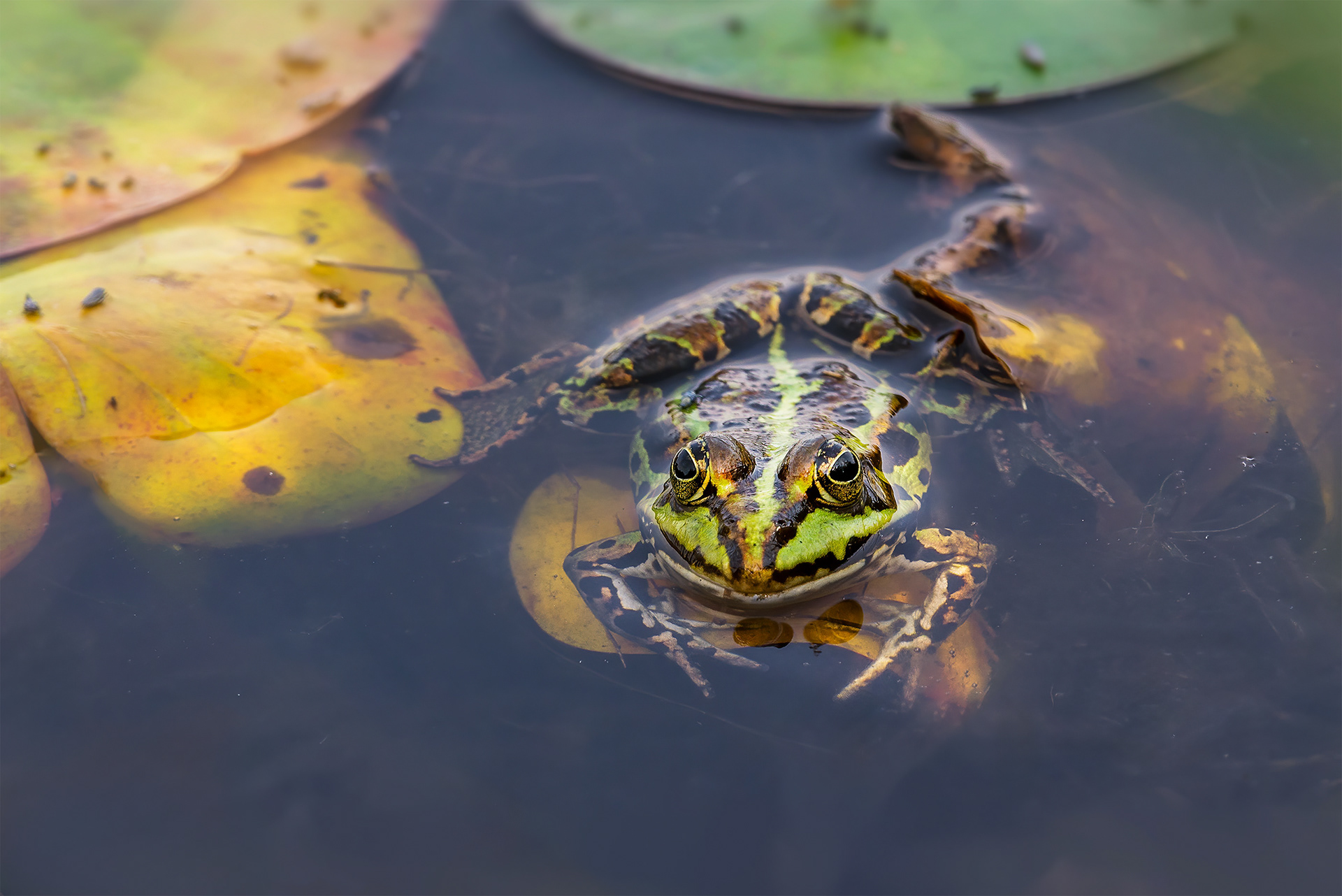 Floating on Colour - Frog on Water Lily Leaf, Seen from Above