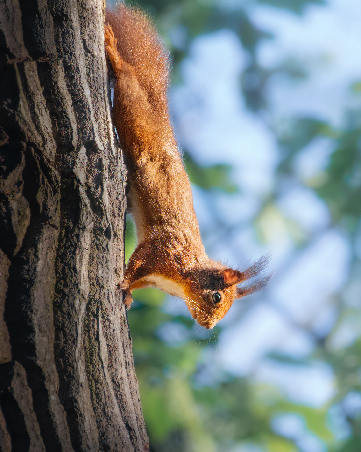 The Descent - Red Squirrel on a Tree Trunk