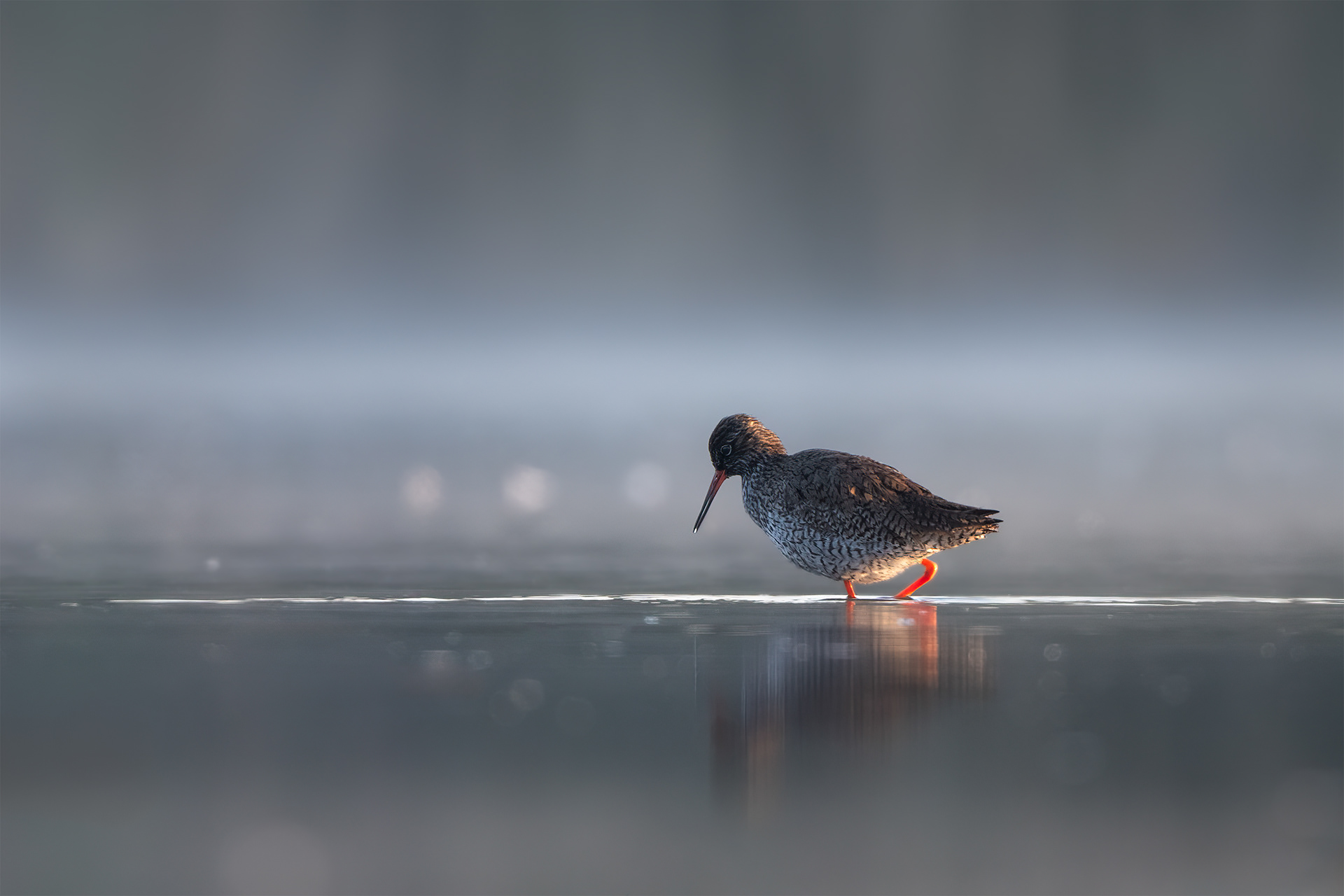 Orange Legs, Still Water - Common Redshank Wading in Amber Light