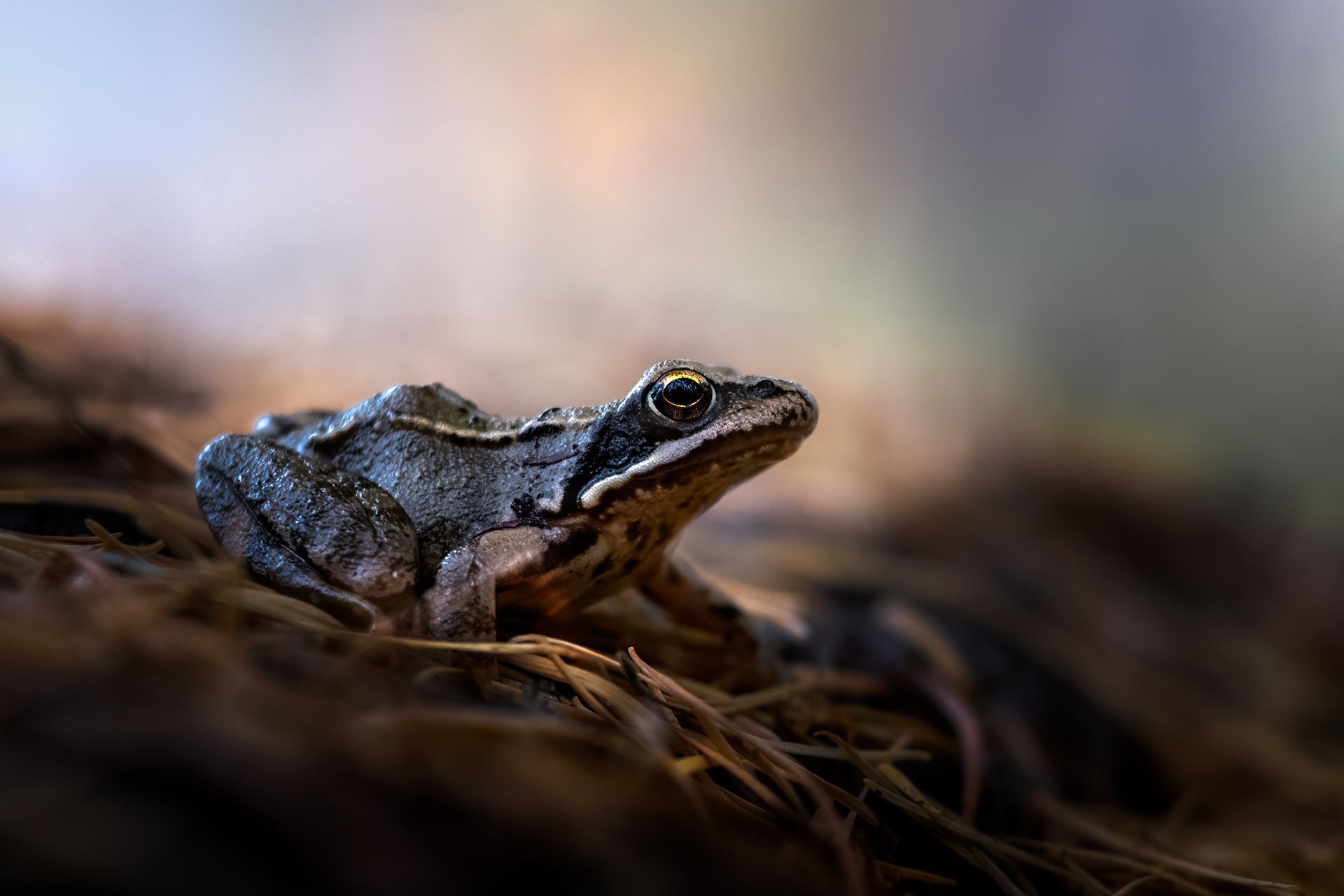 Forest Floor Portrait - A Frog Sits Nestled Among Fallen Pine Needles