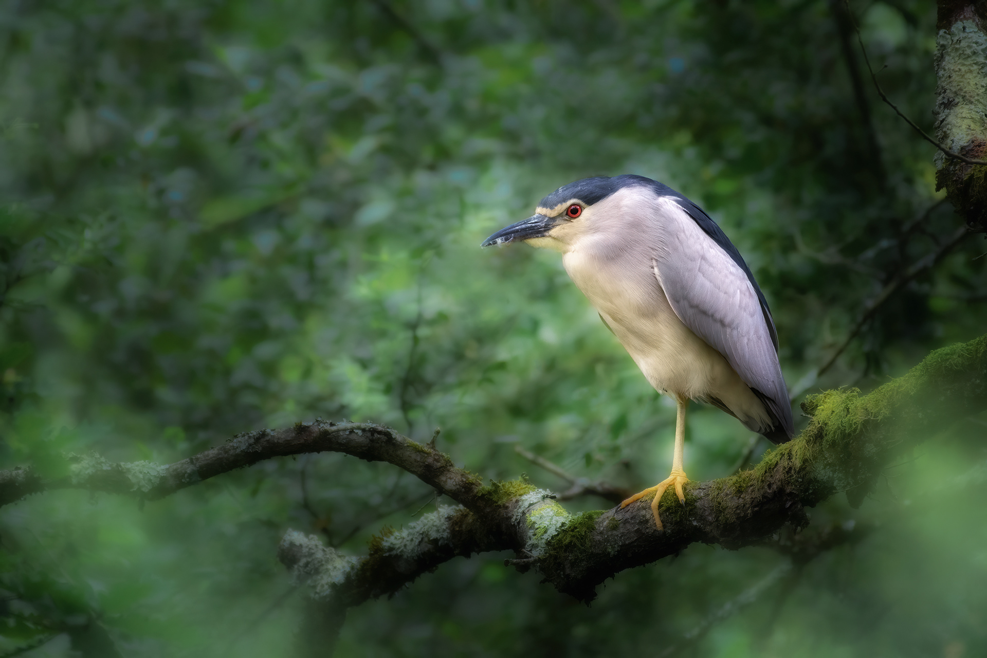 The Red Eye in the Green - Black-crowned Night Heron in Marsh Canopy