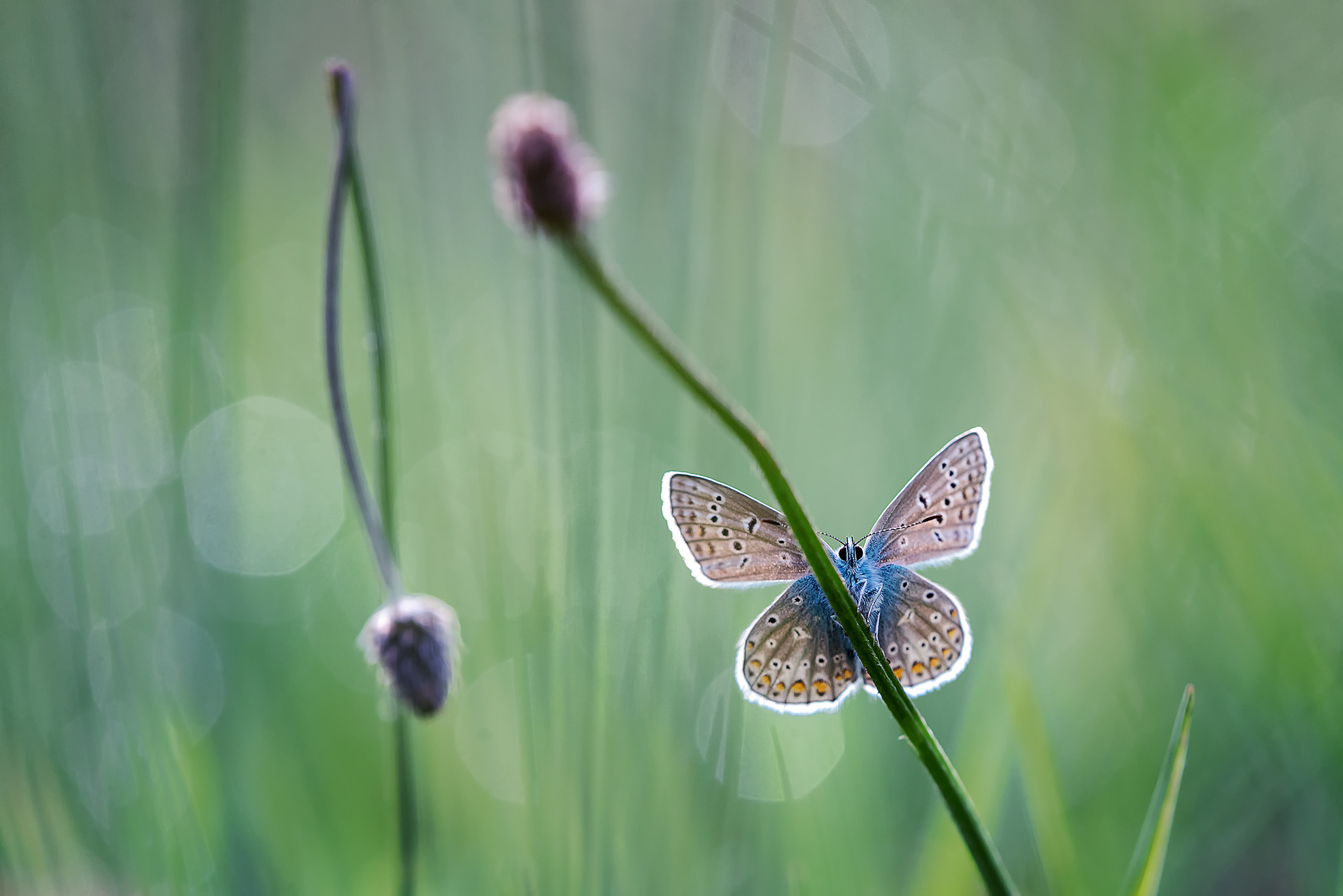 The Backlight Brought the Pattern to Life - Common Blue Backlit 