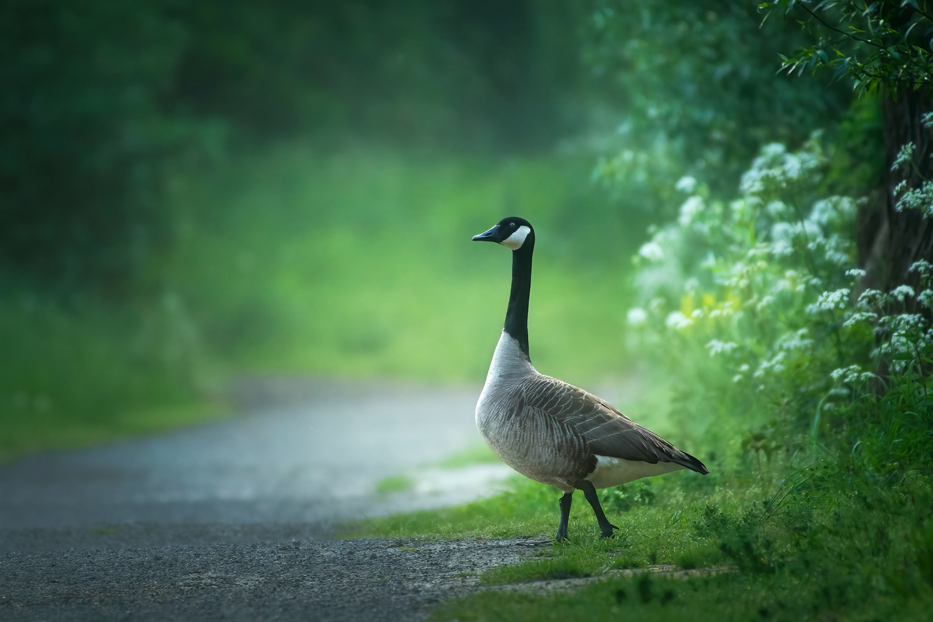 The Crossing Guard - Alert Canada Goose at the Edge of a Path, Family Crossing
