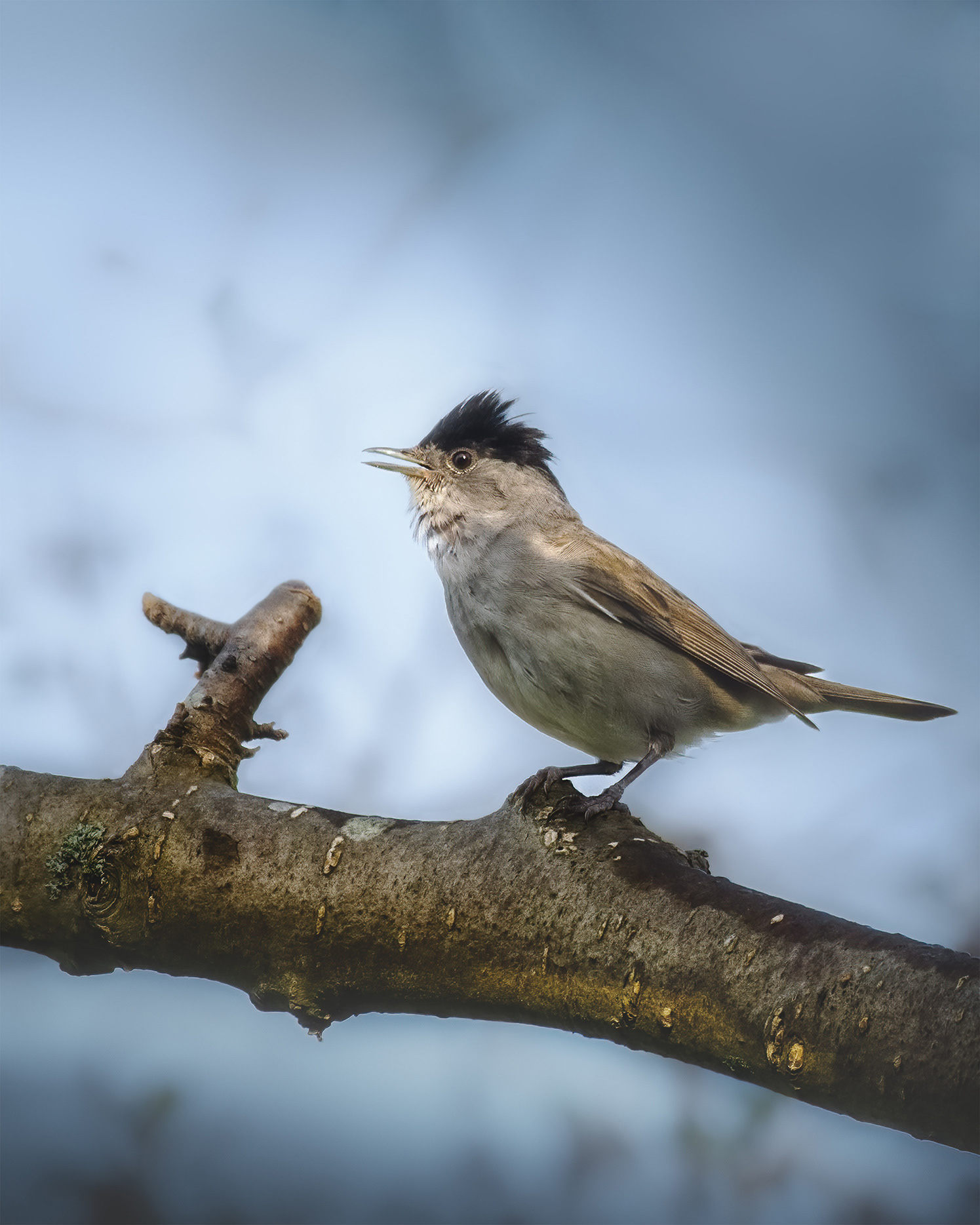 The Maestro in His Black Cap - Male Blackcap Singing