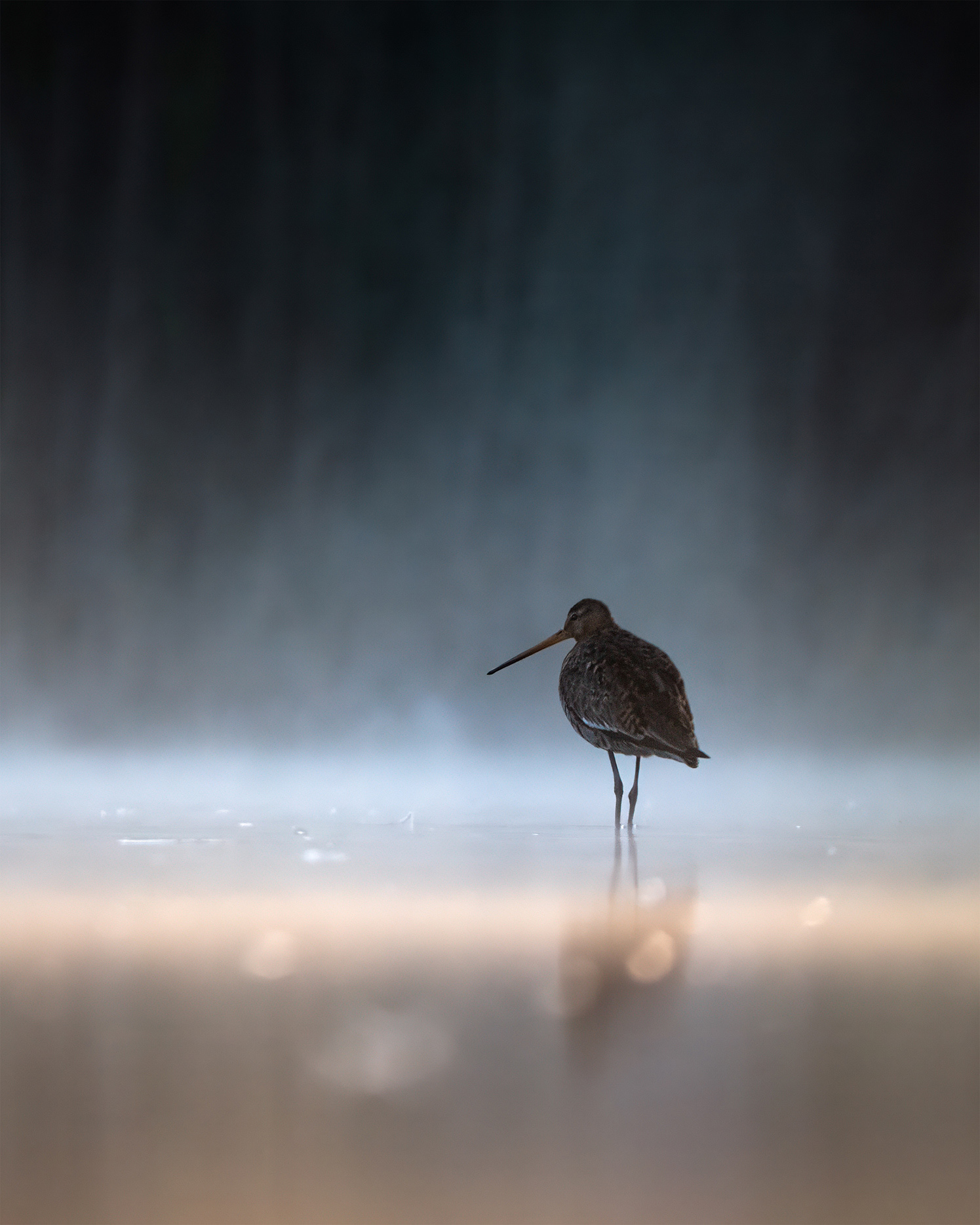 Lit by the First Hour - Godwit in Golden Morning Light