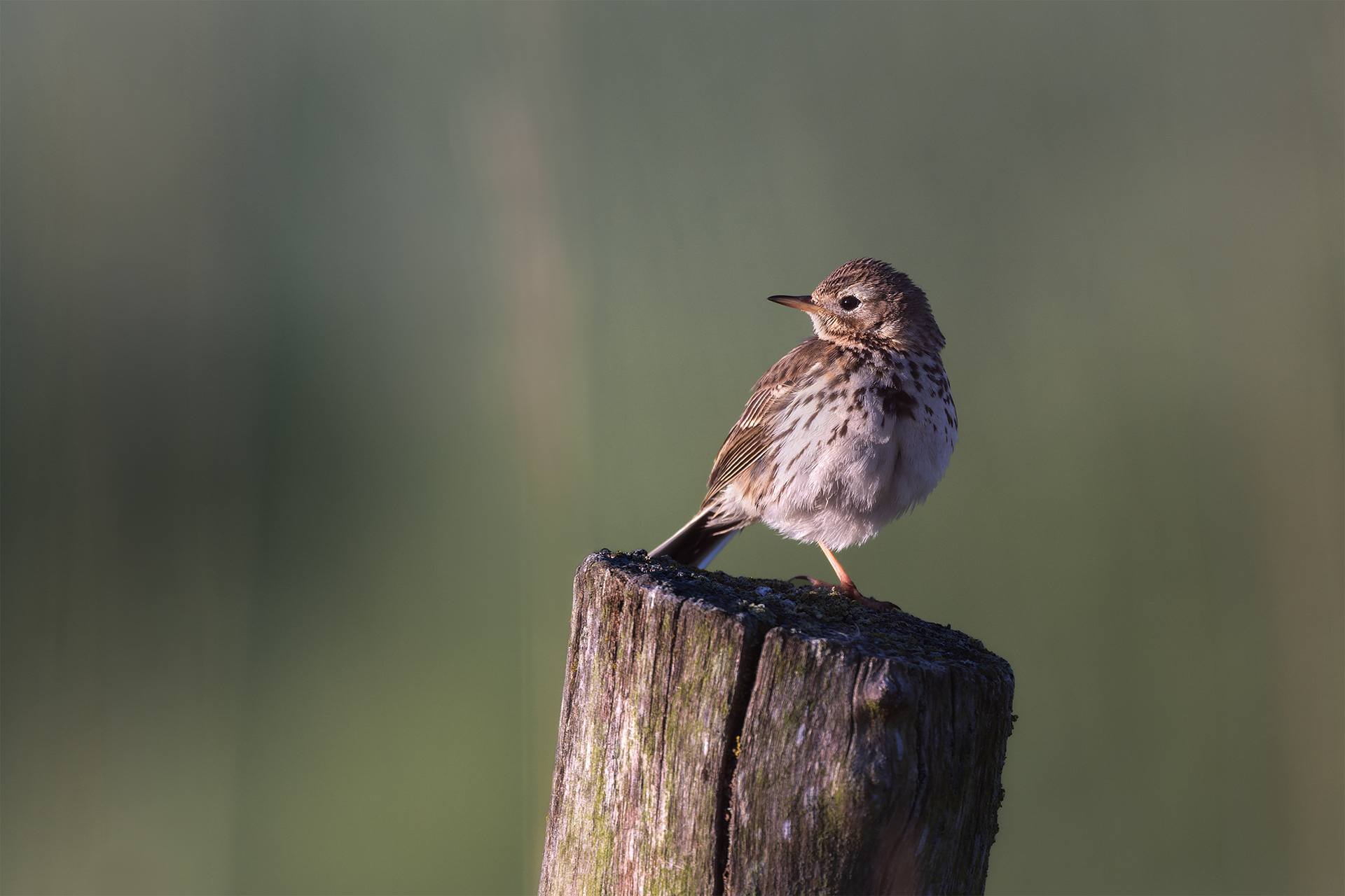 The Bird That Rewards a Second Look — Meadow Pipit on Post, Early Morning Light