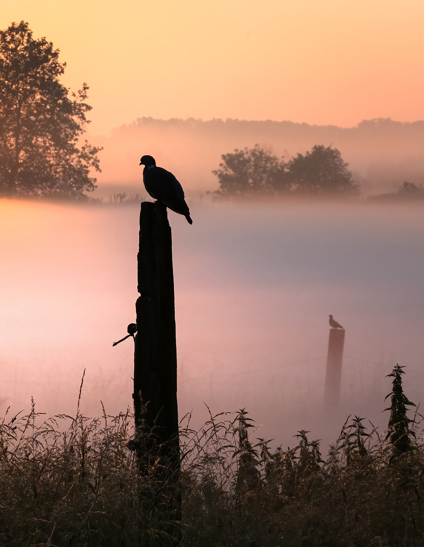 Misty Morning Watch - Two Doves Resting on Fence Posts