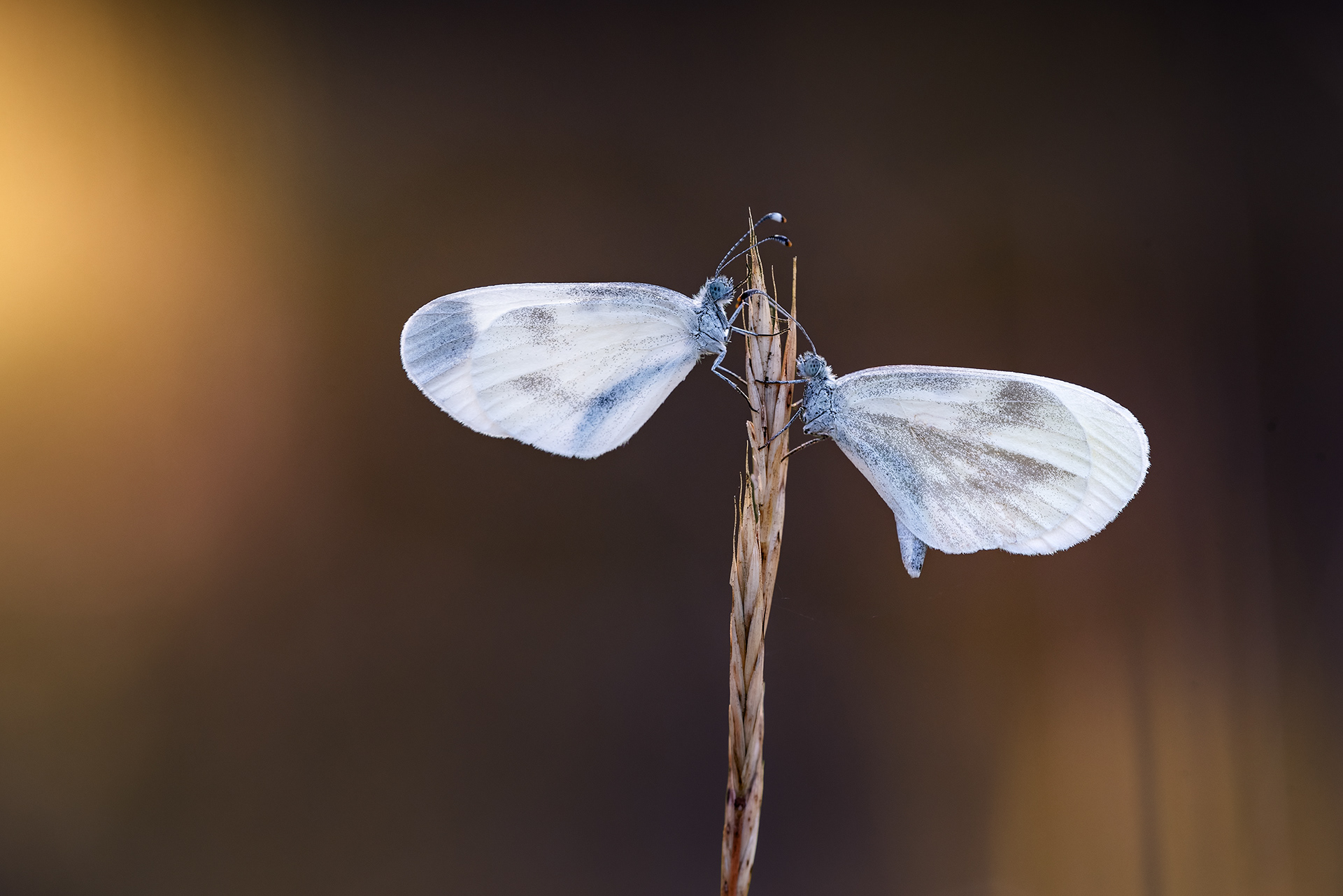 Soft Enough to Drift - Two Wood Whites on Grass at the Forest Edge