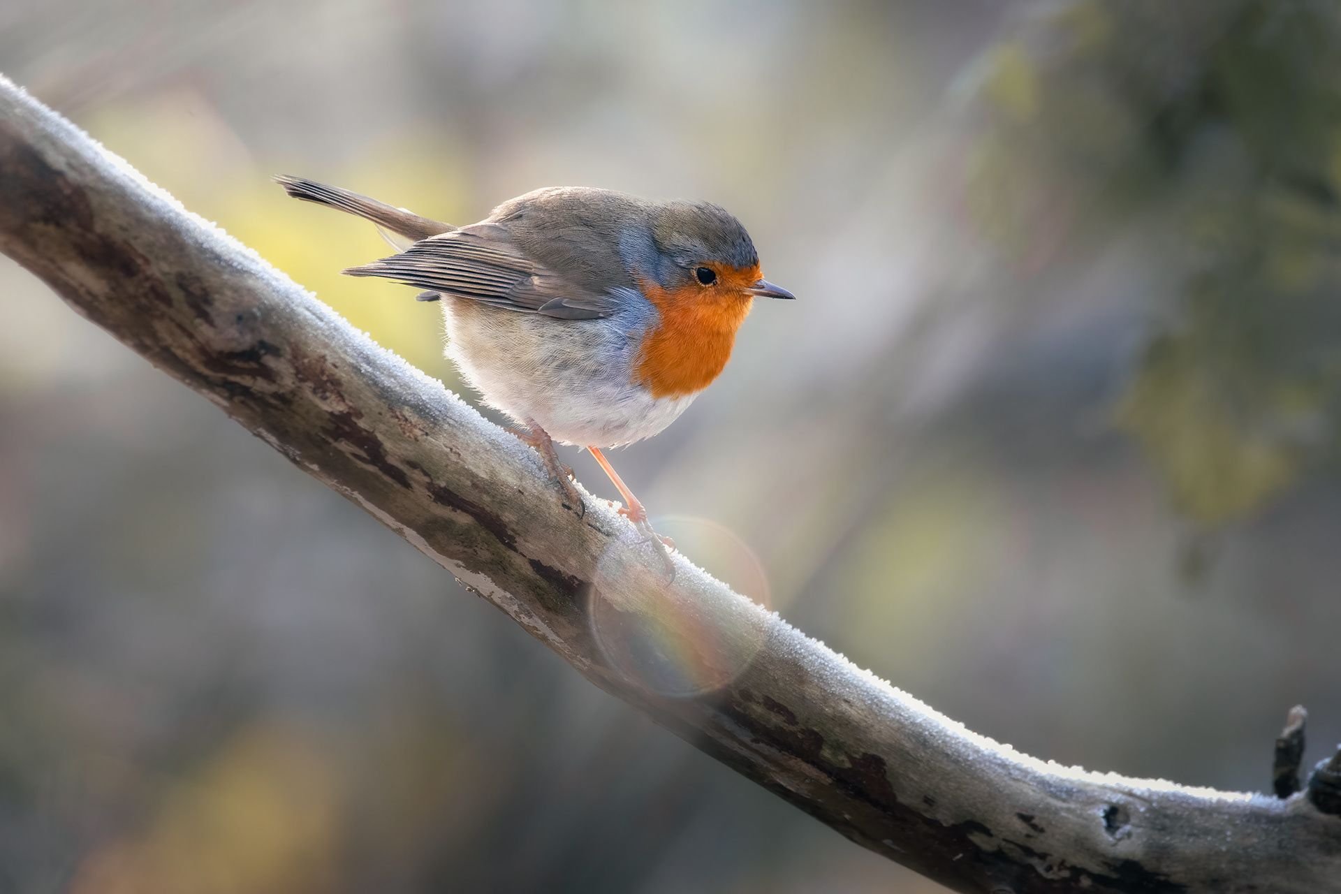 The Frost Came First, the Robin Second - Robin on Frost-Covered Branch