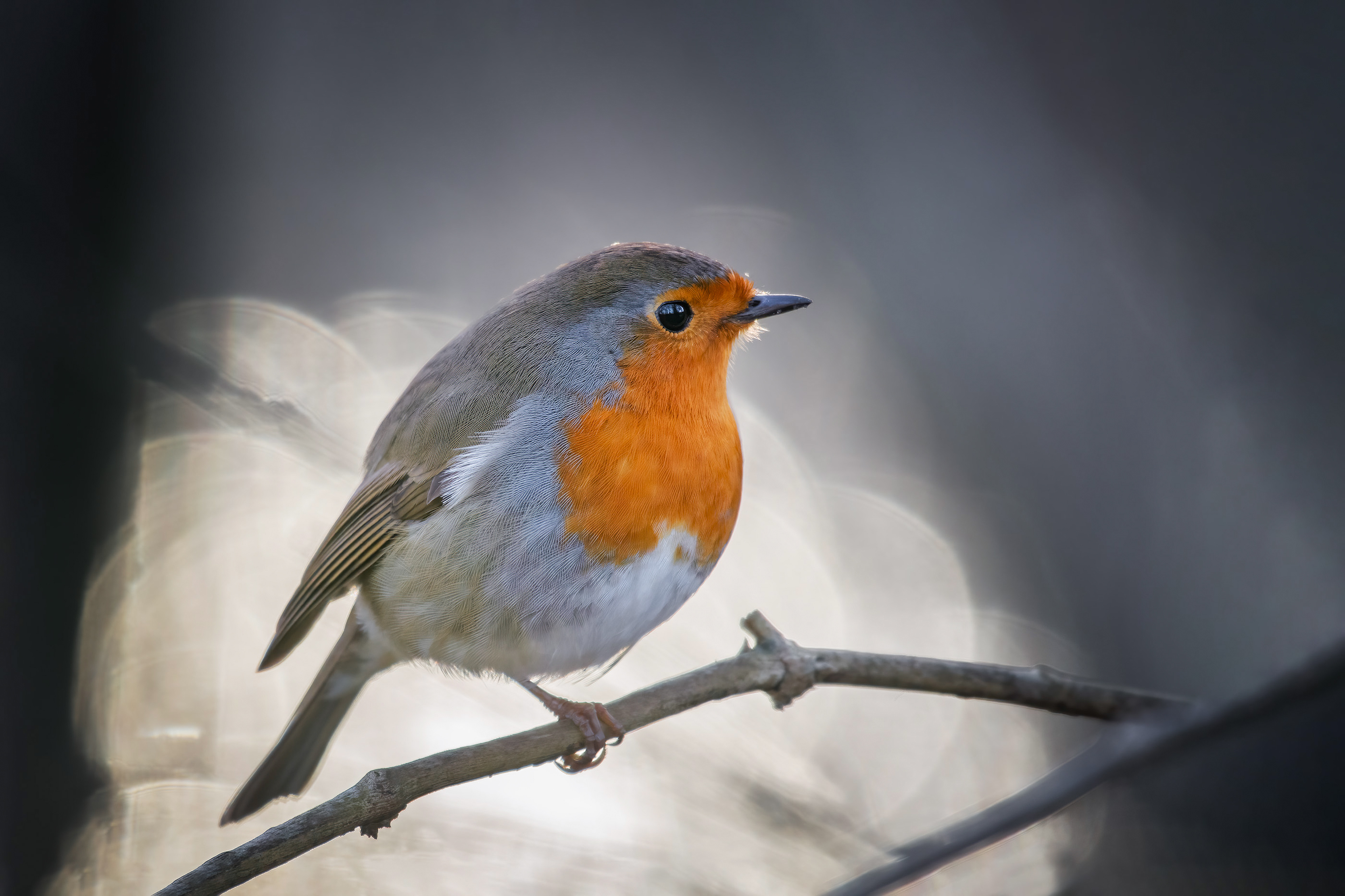 On one Leg - Robin on a Branch