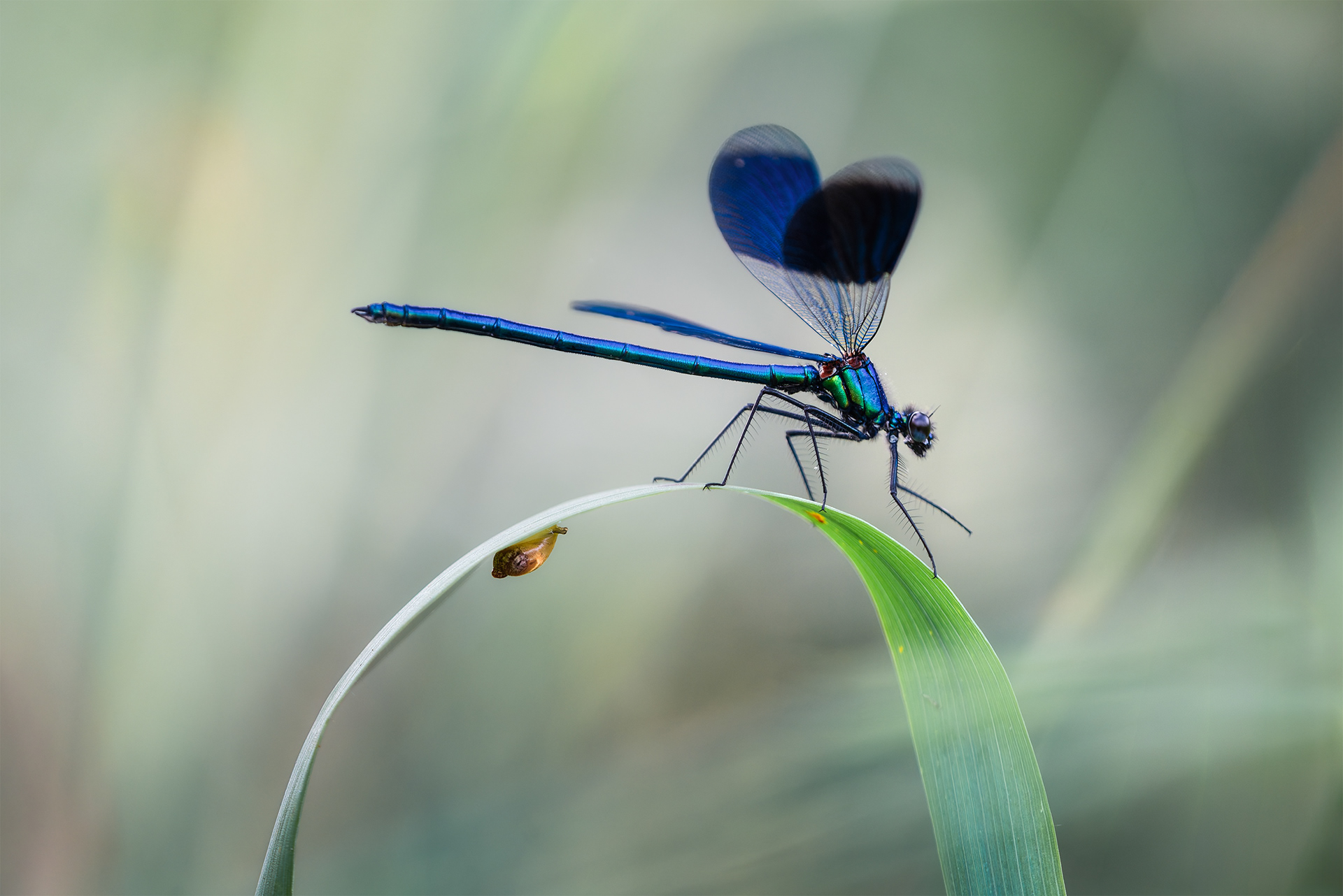 The Arch, the Juffer and the Snail - Banded Demoiselle on Arched Reed Leaf, Snail Below