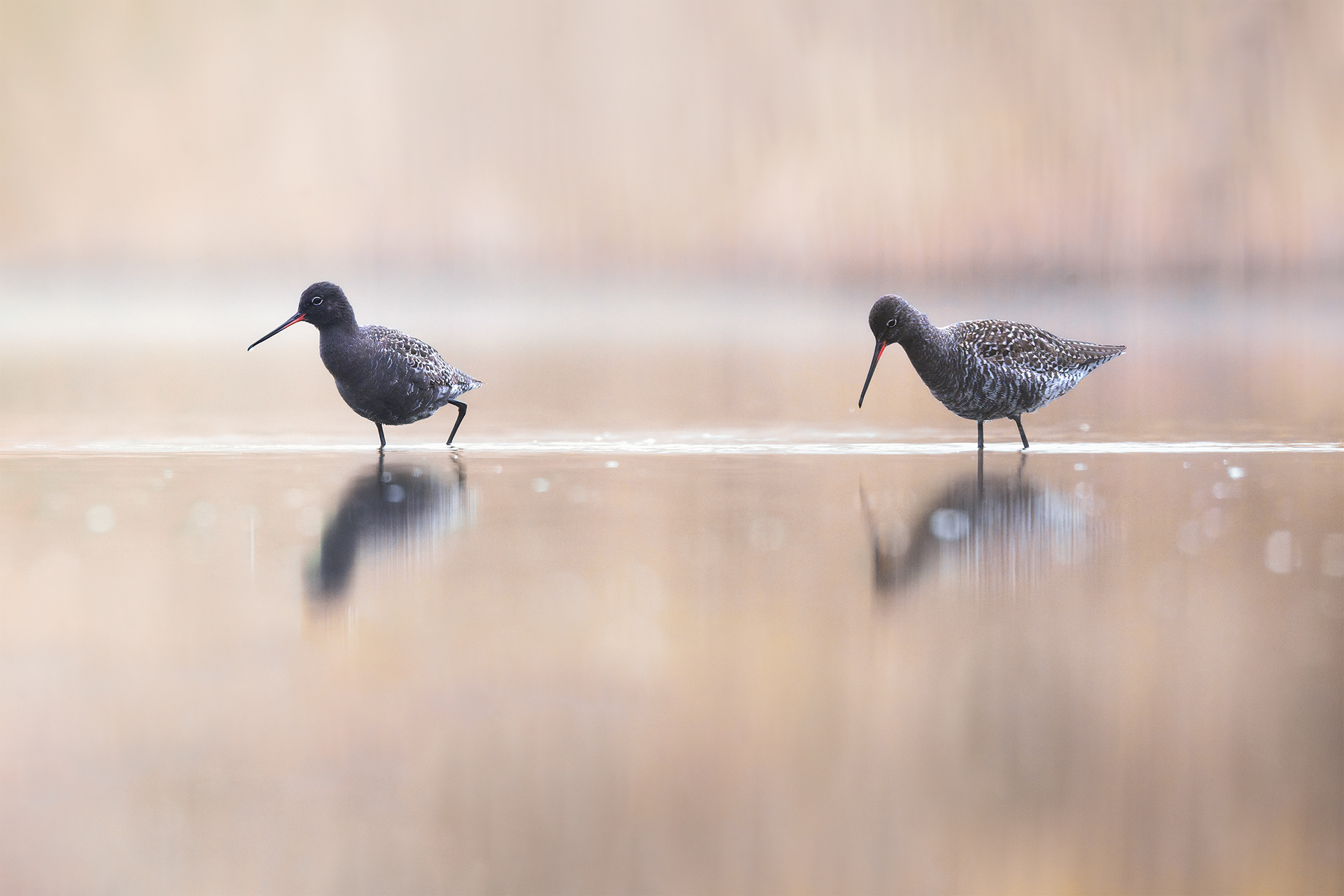Travellers from the North — Two Spotted Redshanks Foraging in Shallow Water