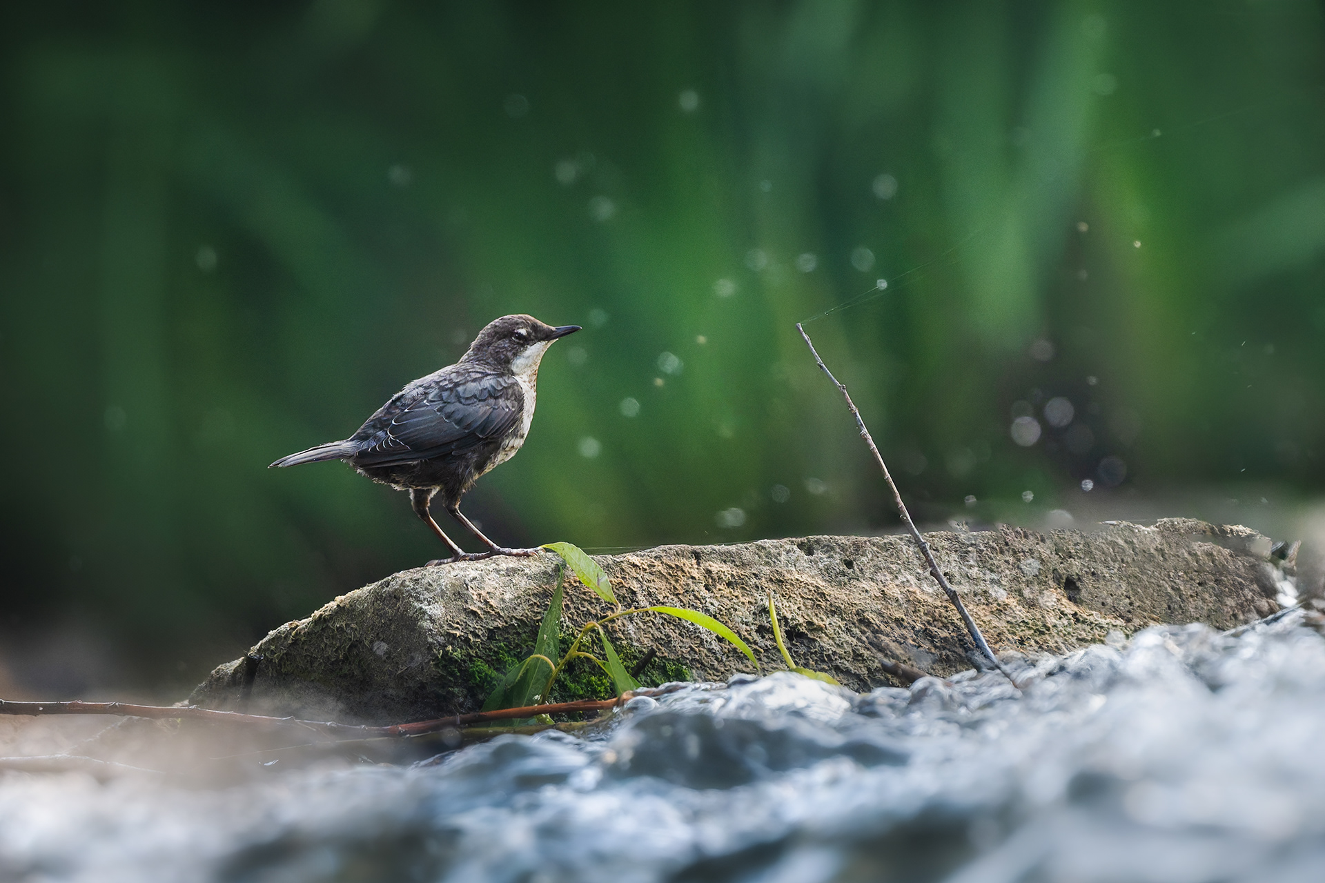 The Songbird That Walks Underwater - White-throated Dipper on Stone