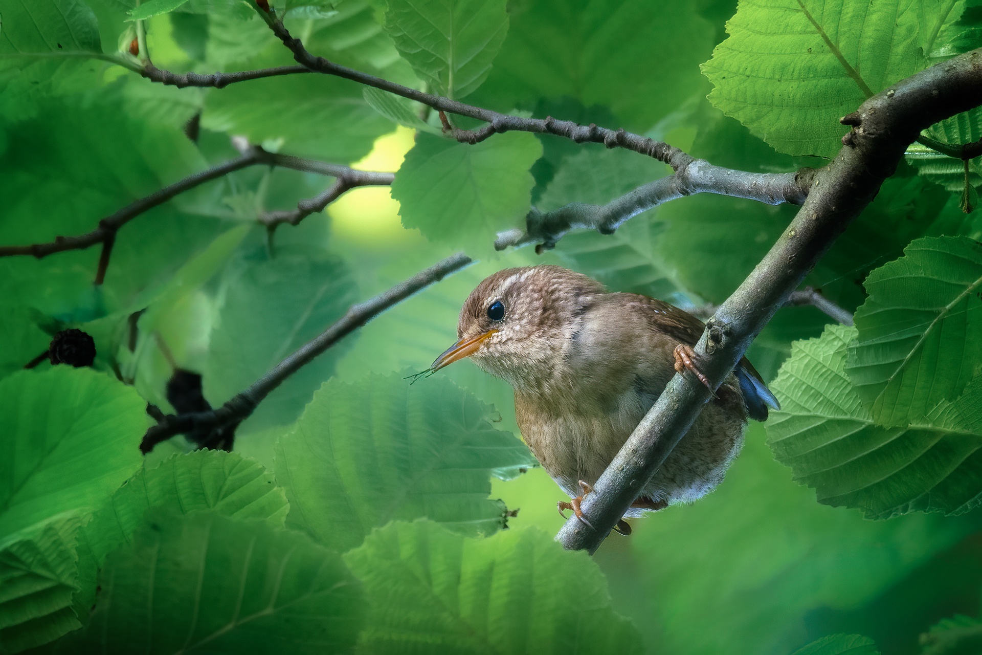 Almost Gone - Eurasian Wren Clinging to Branch, Spider in Bill