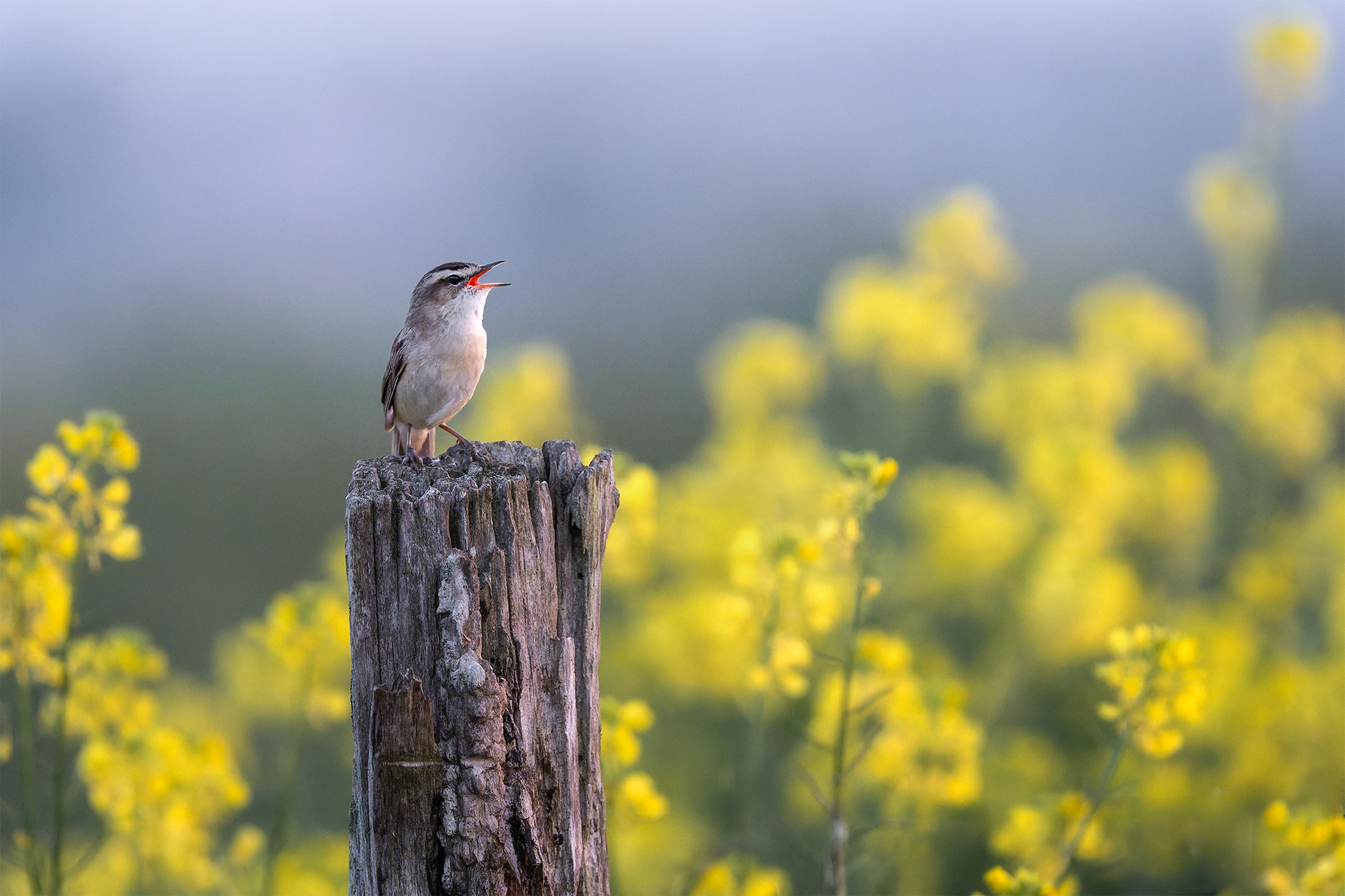 Blue Above, Yellow Below, Song in Between — Sedge Warbler Singing, Rapeseed Background