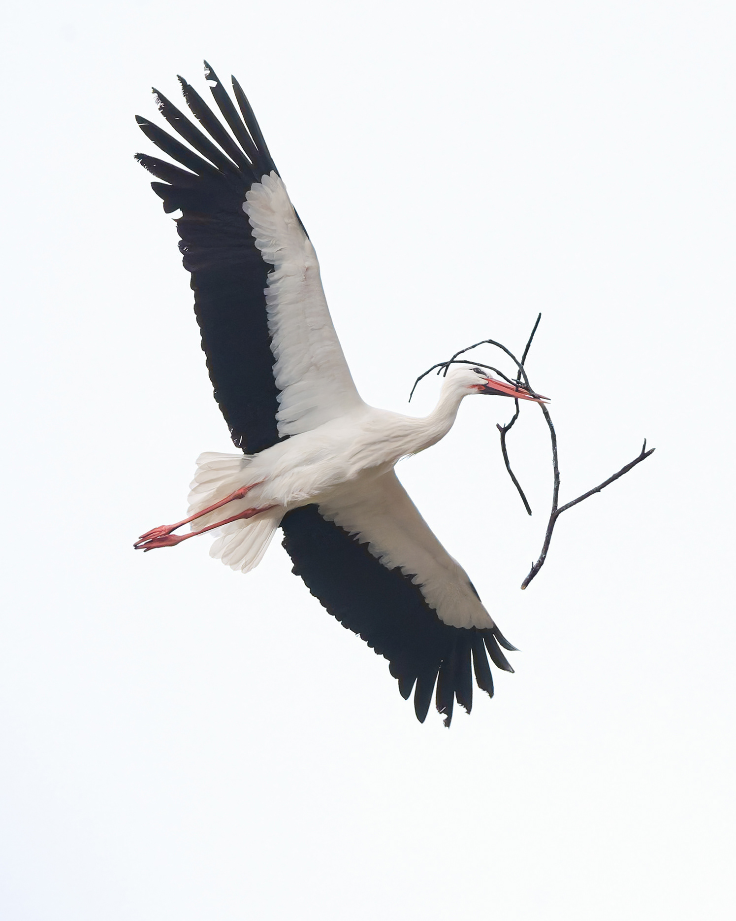 Homebuilder - A White Stork Soars High Overhead, Broad Wings Fully Outstretched
